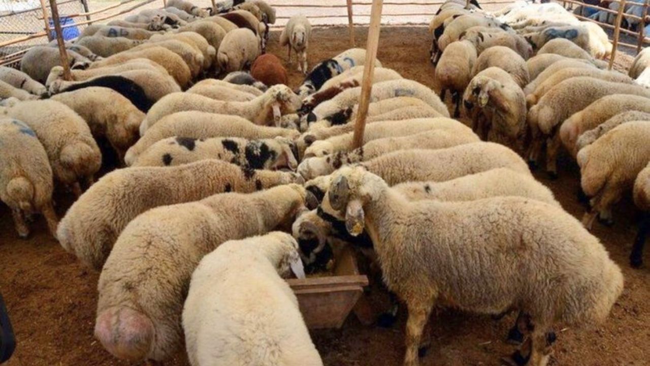 Kurbanlıklar Kapış Kapış Gidiyor