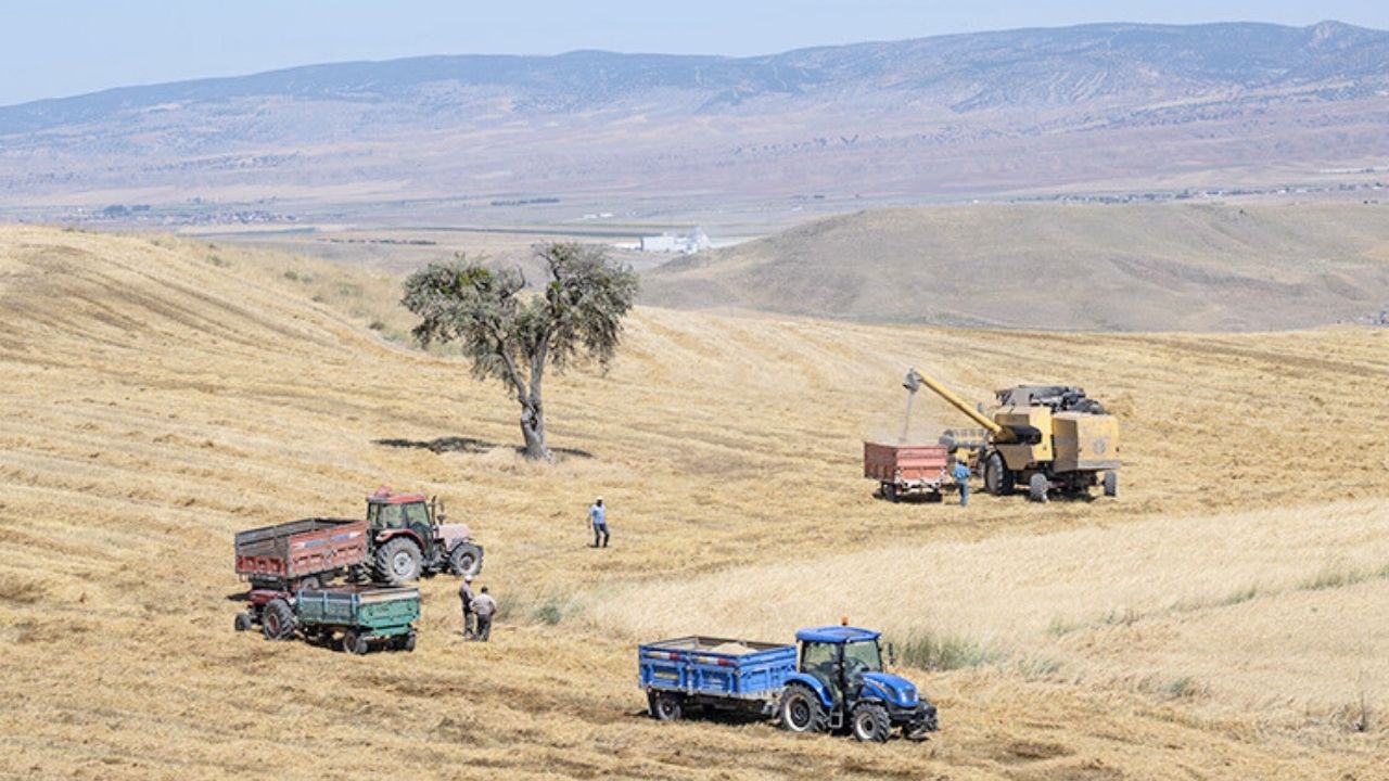 Kırşehir’de Kavurucu Sıcaklıkta Tarlada Yaşam Mücadelesi 1