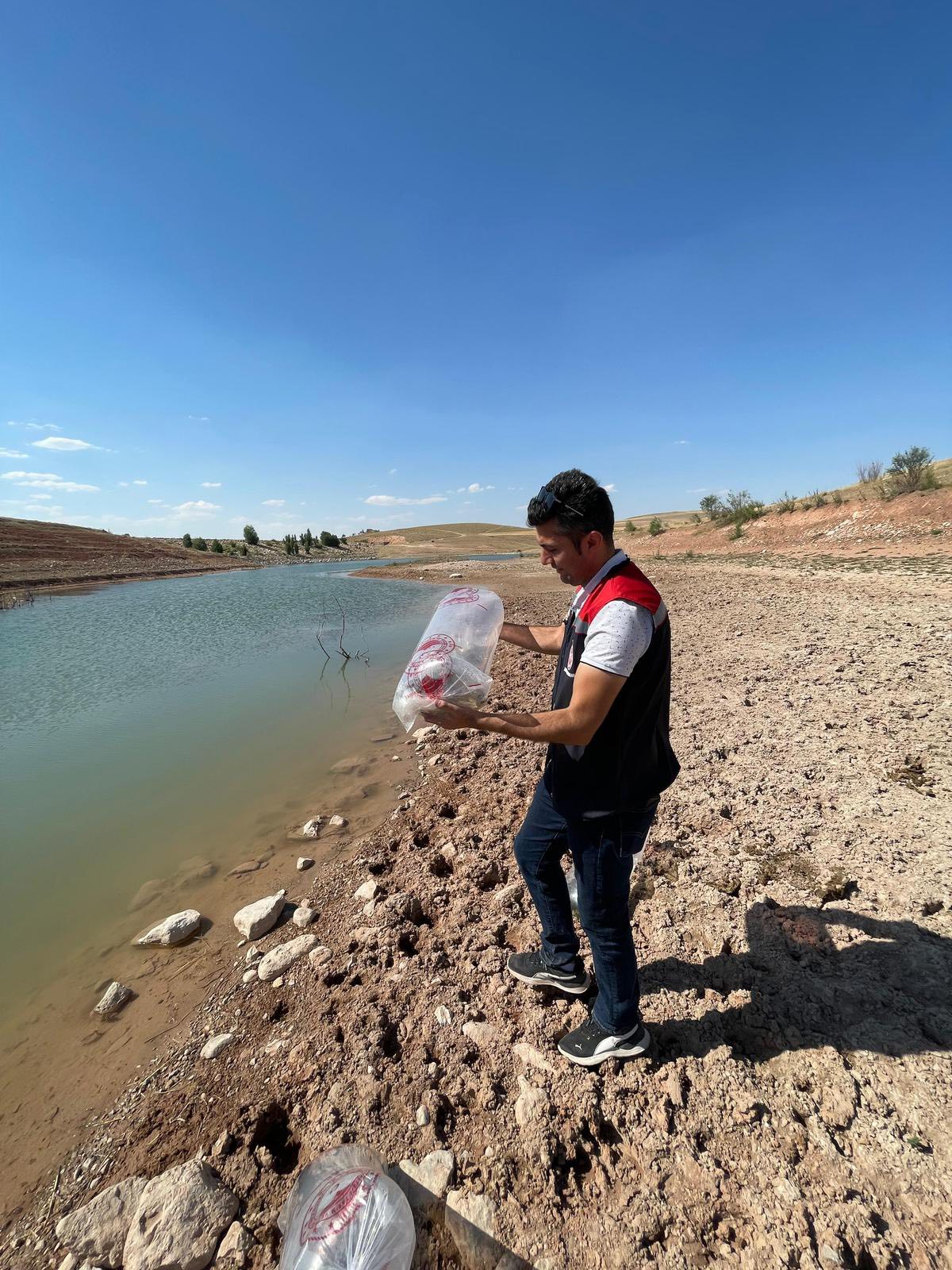 Kırşehir’in Sularına 943 Bin Yavru Sazan Bırakıldı 3