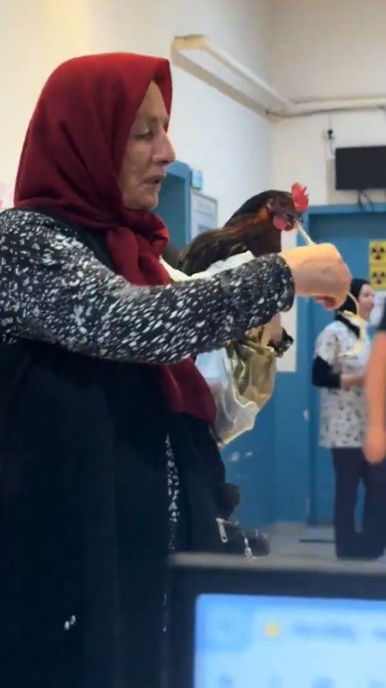 Boğazına Iğne Kaçan Tavuk Operasyonla Kurtarıldı