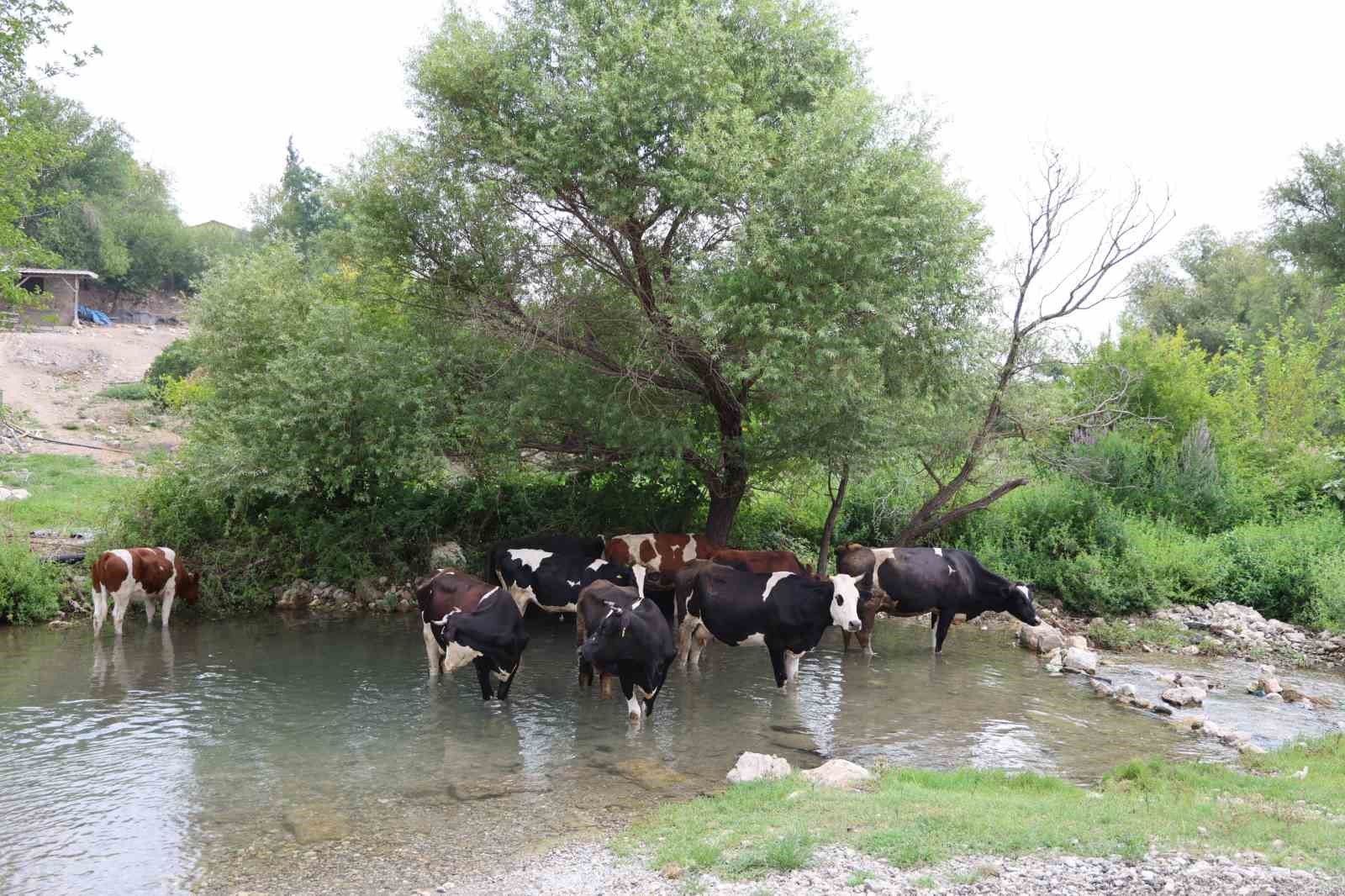 Bunaltıcı Sıcaklarda Hayvanların Su Serinliği1