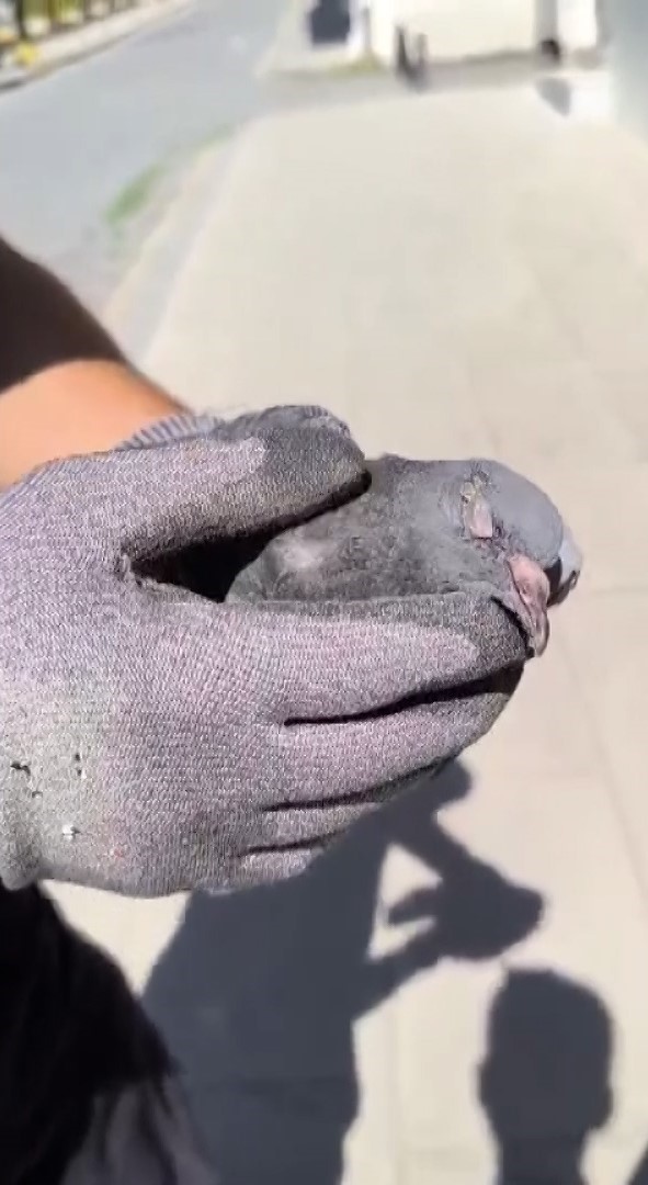 Güvercin Klima Kanalında Mahsur Kaldı, Itfaiye Kurtardı1