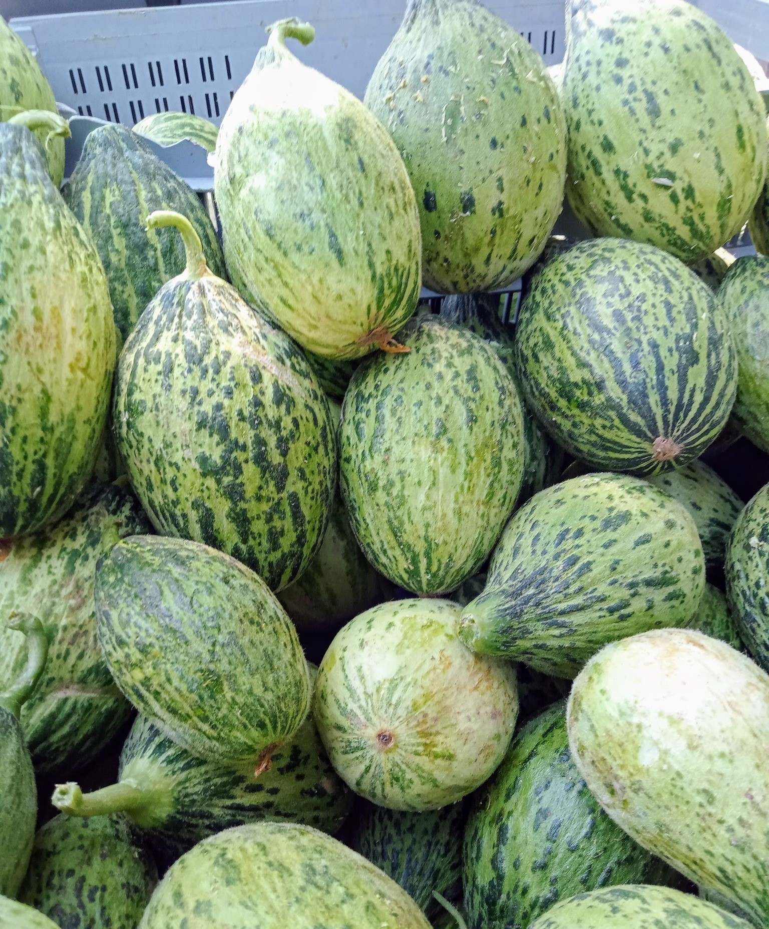 Kelek Satışı (1)