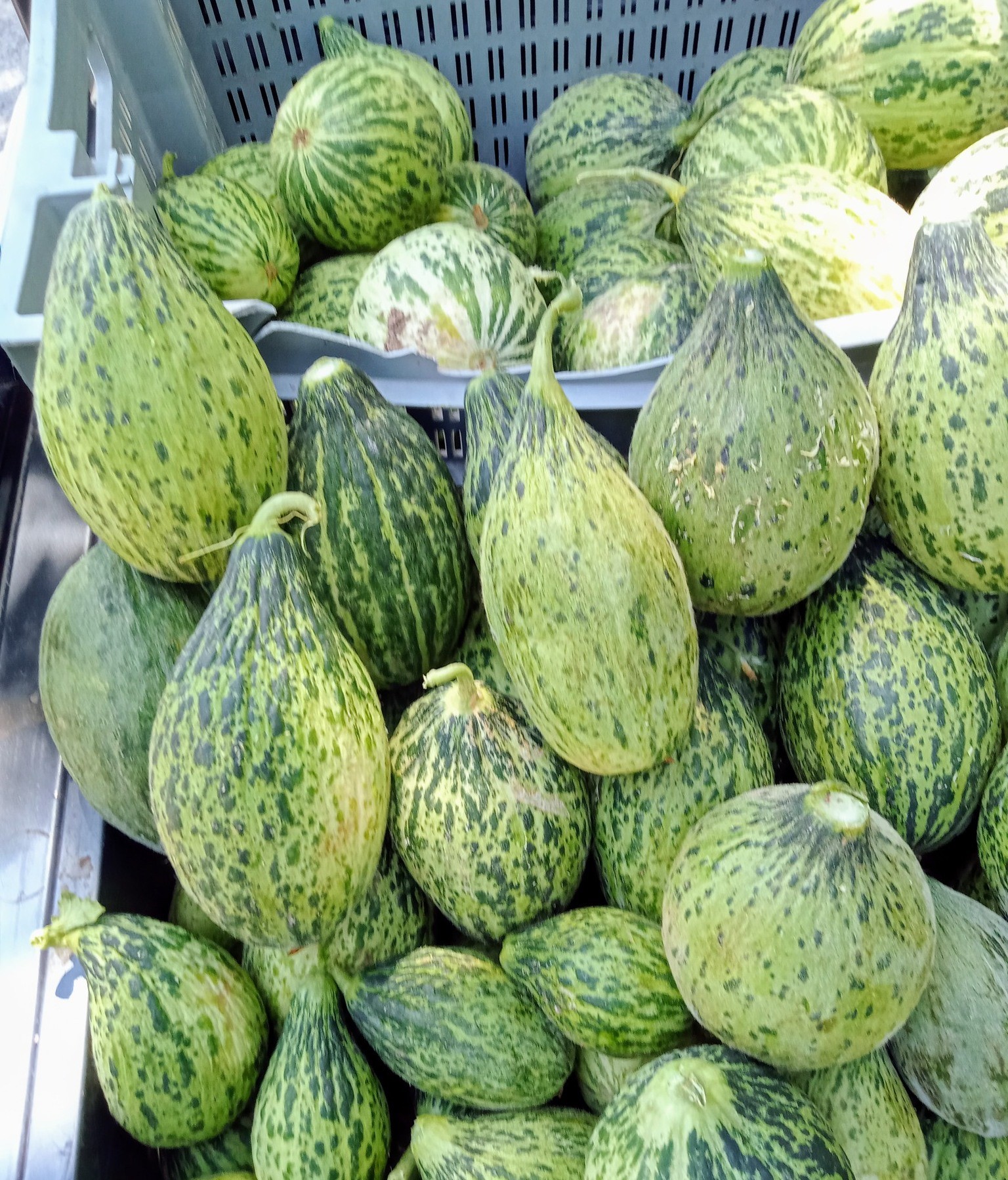 Kelek Satışı (3)