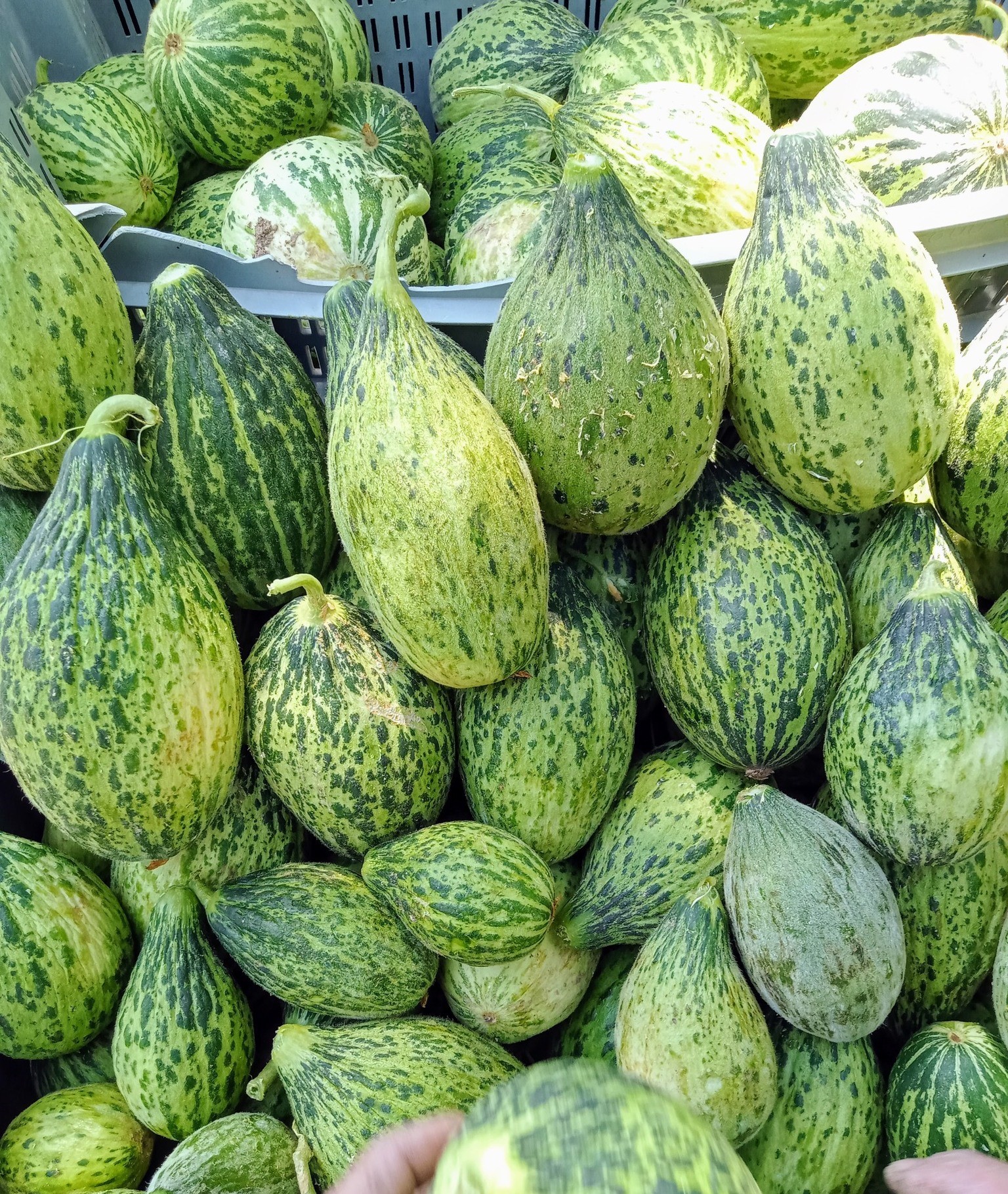 Kelek Satışı (4)