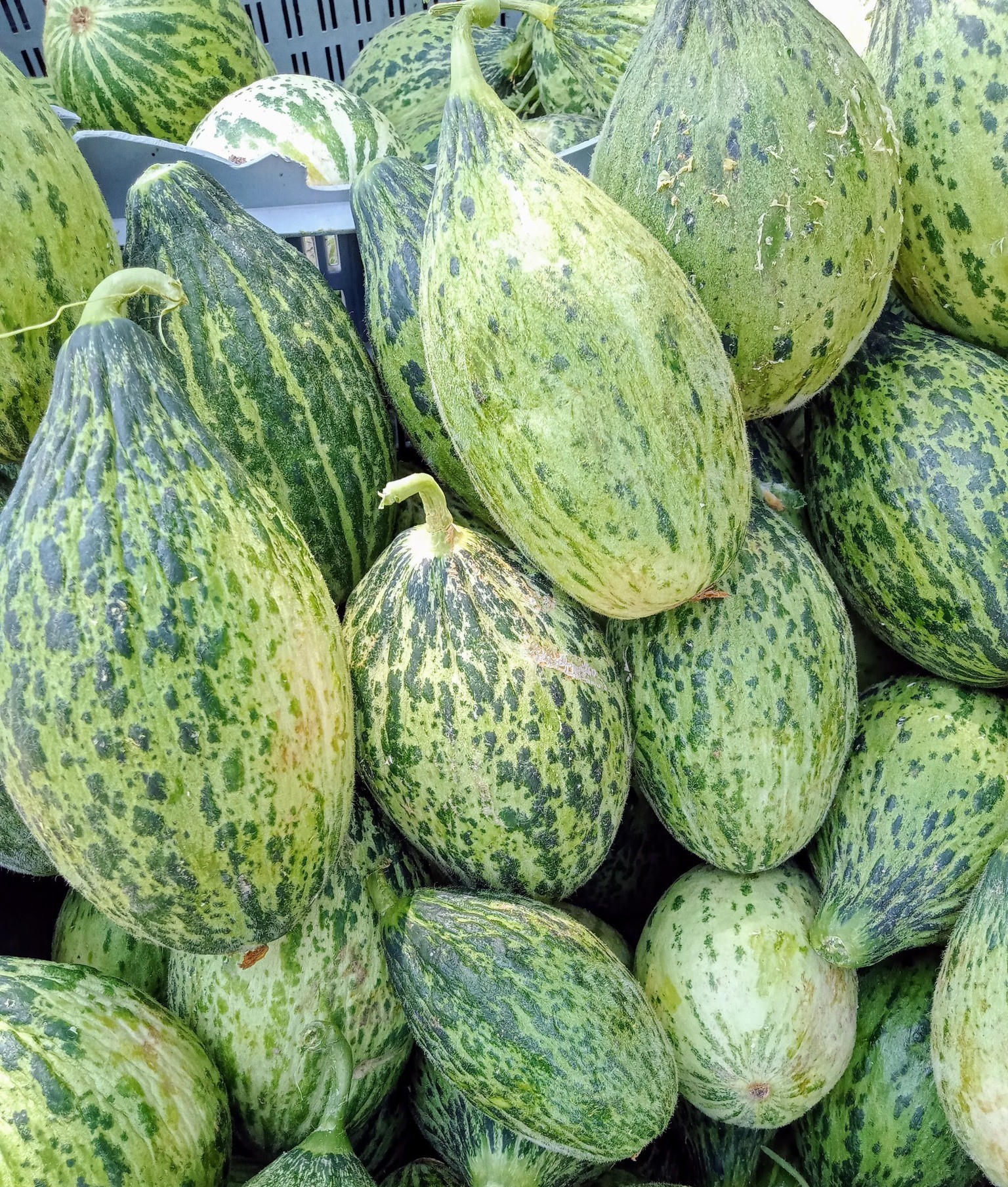 Kelek Satışı (5)