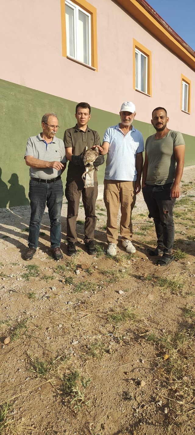 Kırşehir’de Yaralı Yılan Kartalı Kurtarıldı