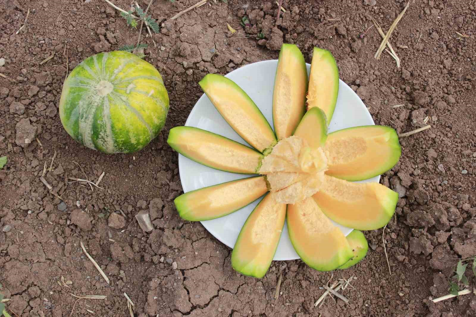 Tarlalarda Lezzet Yolculuğu Başladı1