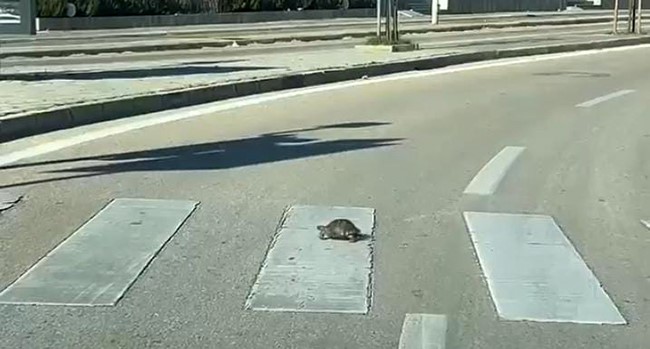 Trafikte Kurallara Uyan Minik Kaplumbağa Vatandaşlara Örnek Oldu1