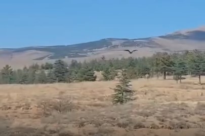 Tedavisi Tamamlanan Saz Delicesi Özgürlüğüne Kavuştu (1)