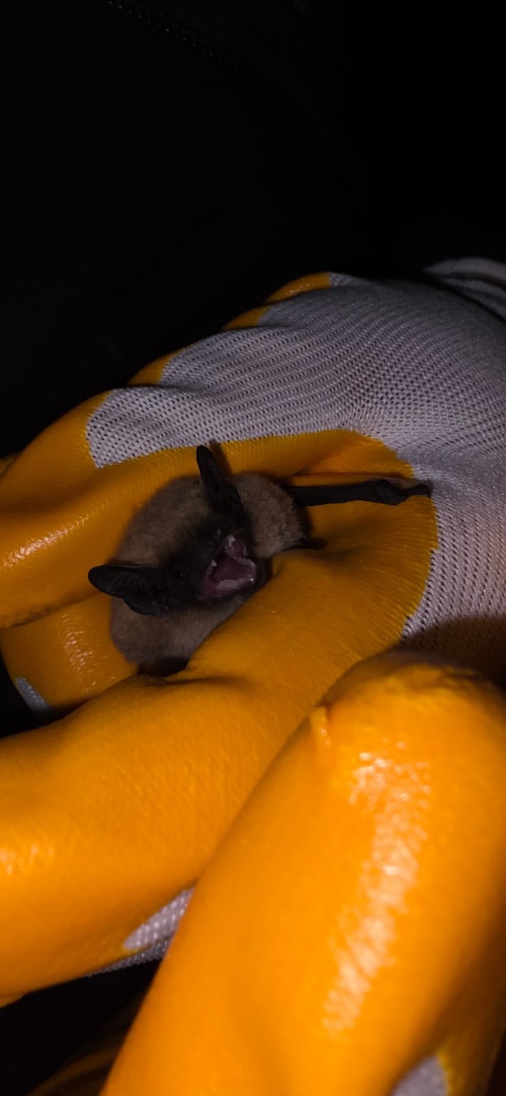 571176215 1133331298910758 7648942736706654450 N