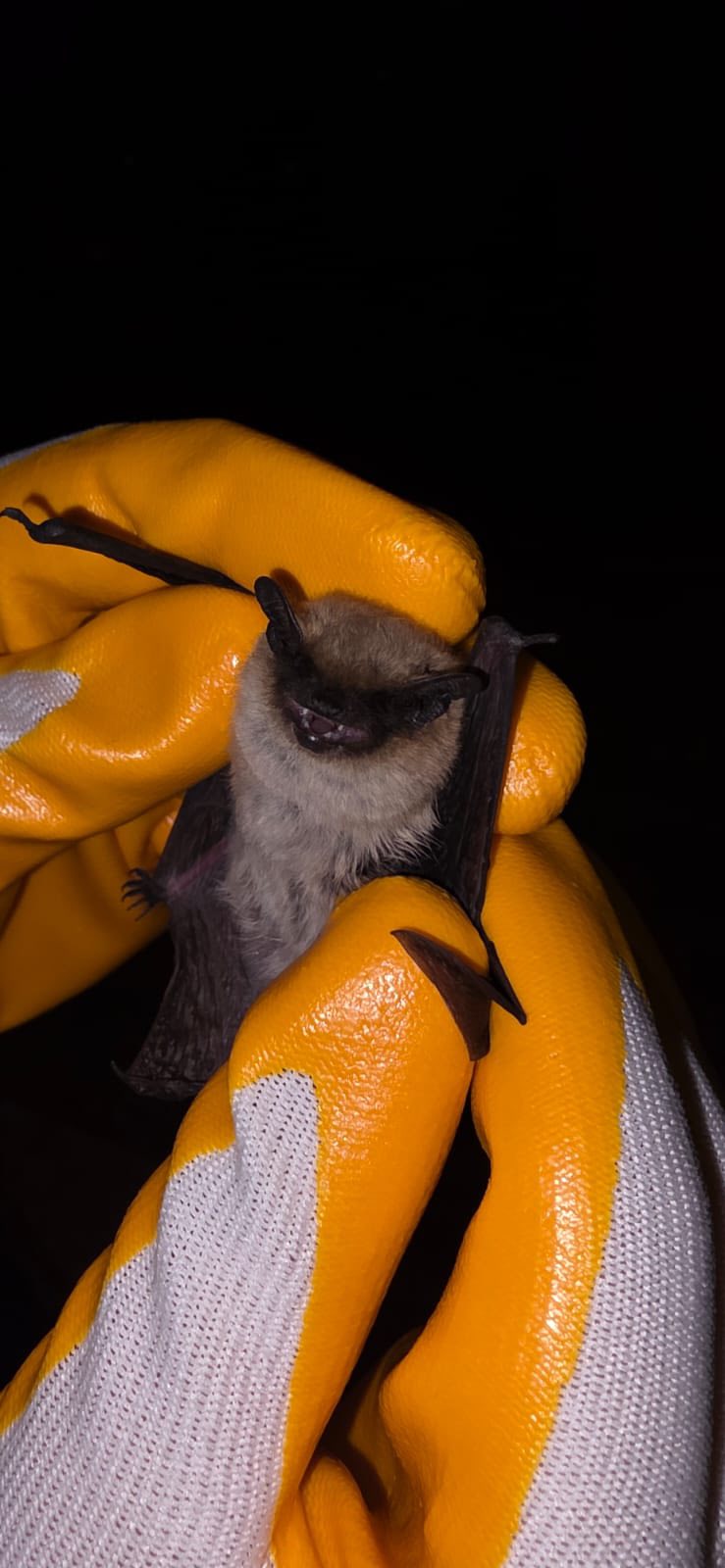 571335767 1133331308910757 6433697595664853902 N