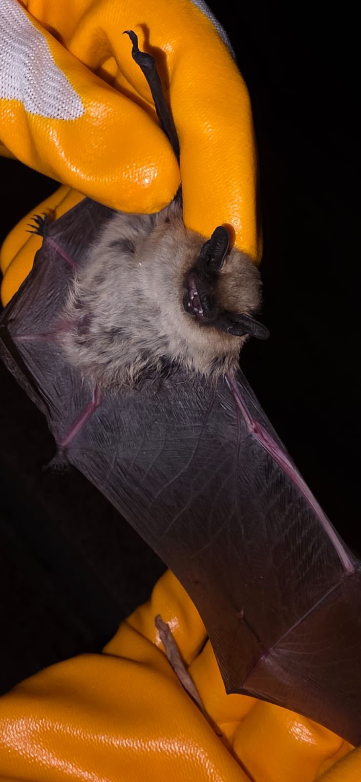 571673697 1133331338910754 4084496315219886982 N