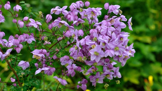 Uluer, Türkiye Florasında Yeni Ufuklar Açıyor