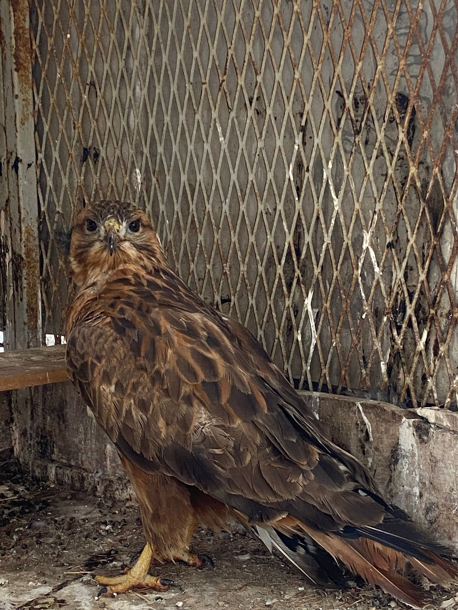Yaralı Kızıl Şahin Tedavi Altına Alındı2