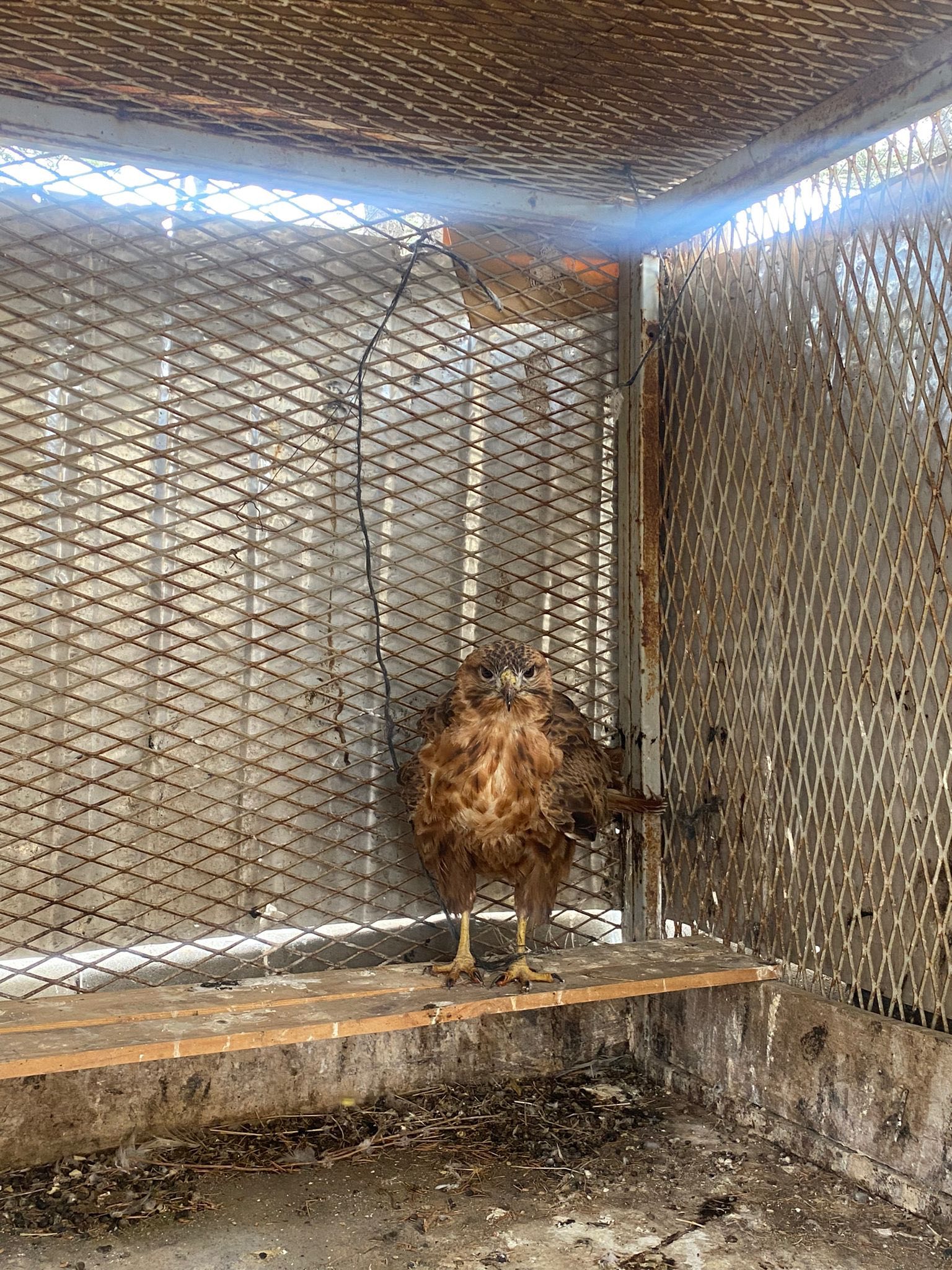 Yaralı Kızıl Şahin Tedavi Altına Alındı3