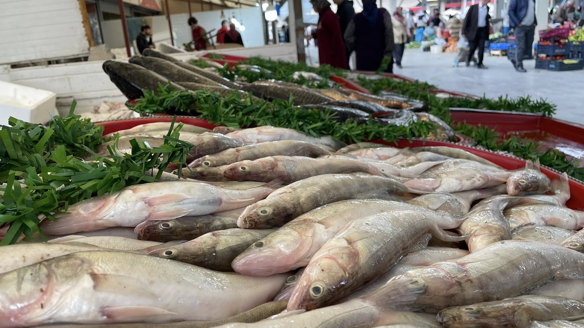 558126869 1954401032083153 8517625100463318847 N