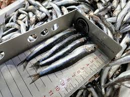 Fiyatlar Düştü Tezgahlar Canlandı 1 (1)