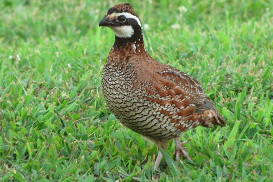 Giyc7 Up X Q A Ac9 Hr