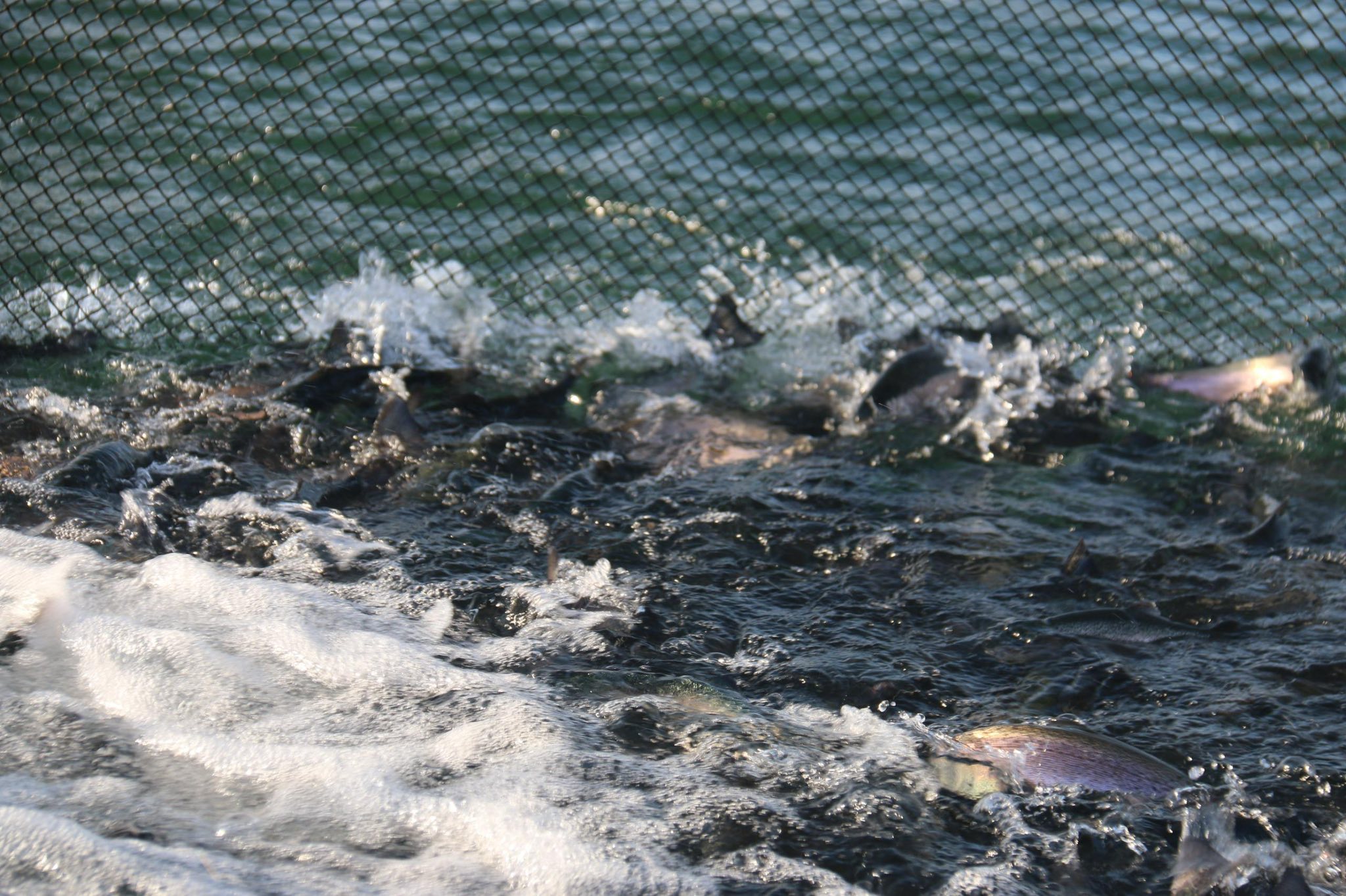 Hırfanlı'dan Sinop'a Yolculuk Başladı 2