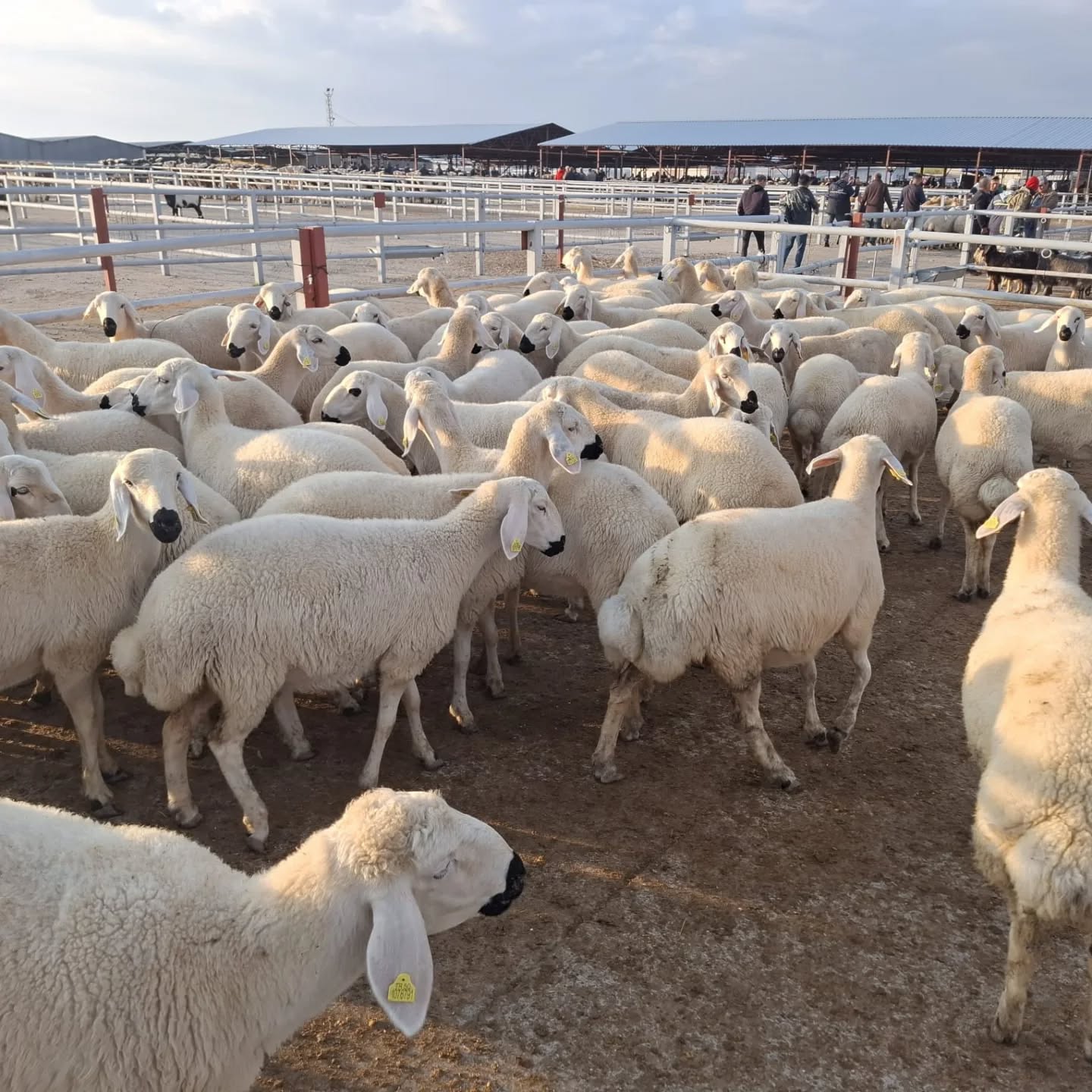 Kırşehir Büyük Baş Hayvan 2