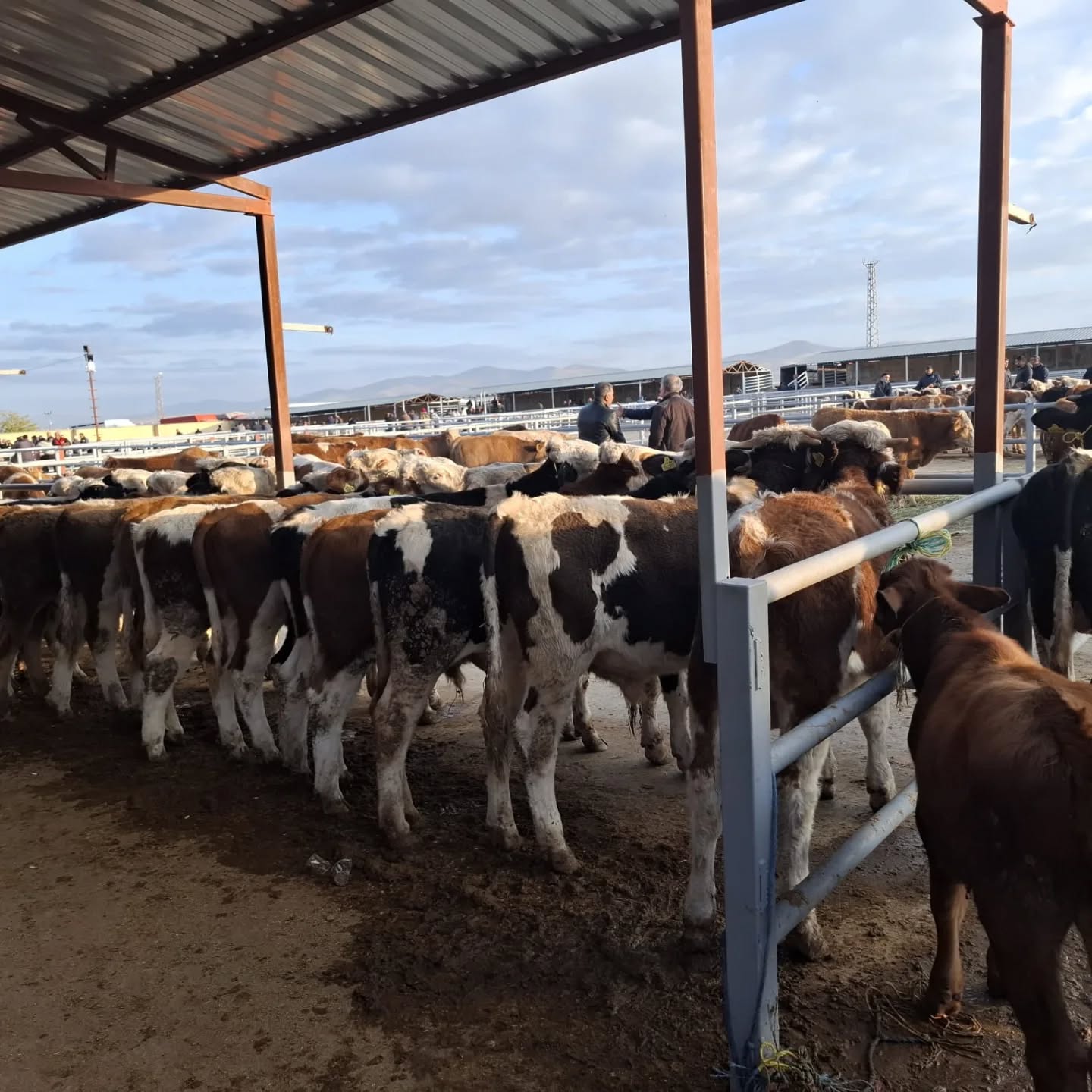 Kırşehir Büyük Baş Hayvan 3