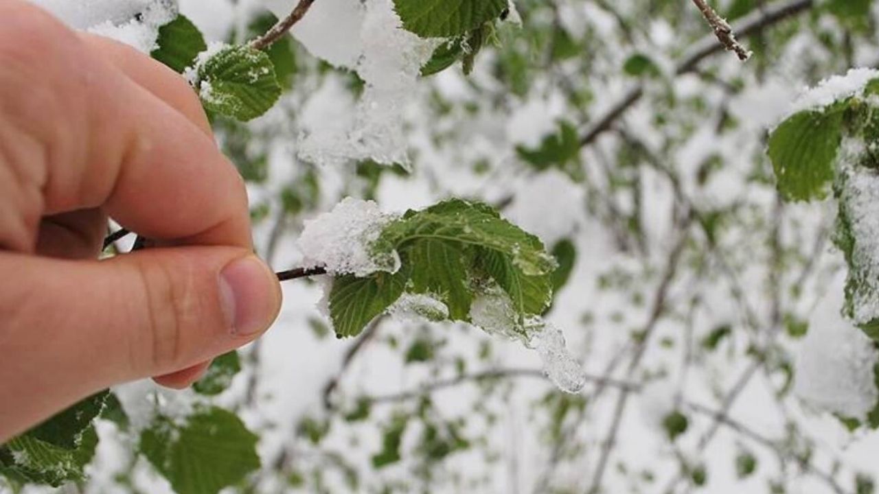 Kırşehir’de Don Zararına Karşı Yeni Adım 1 (2)