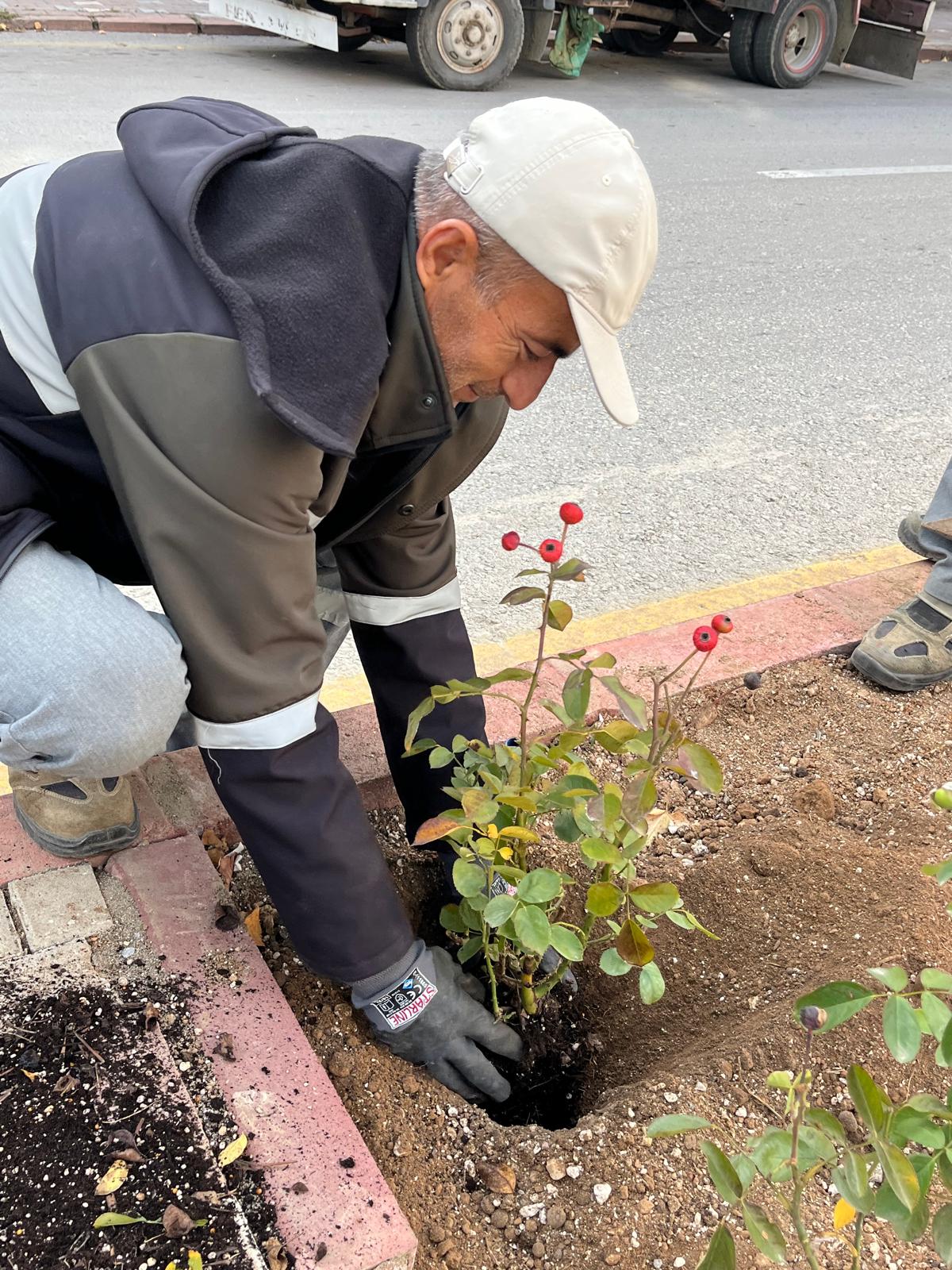 Kırşehir’in Orta Refüjleri Güllerle Güzelleşiyor (3)