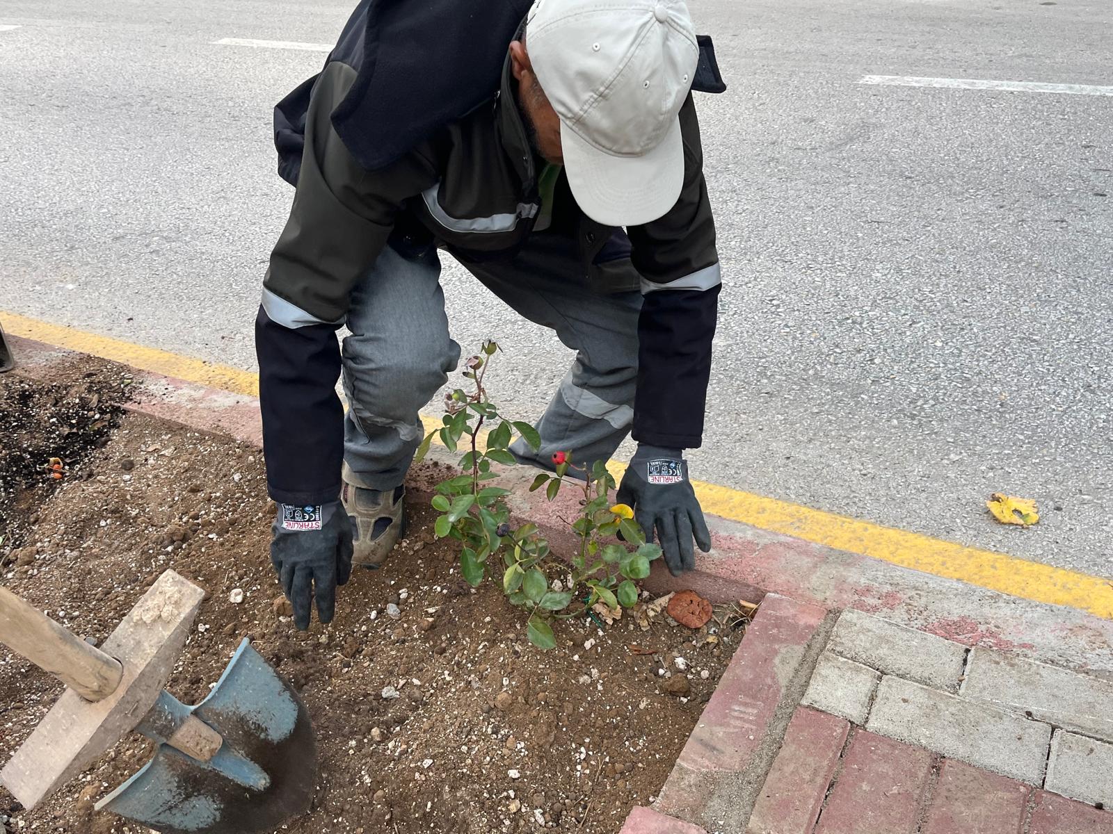 Kırşehir’in Orta Refüjleri Güllerle Güzelleşiyor (4)