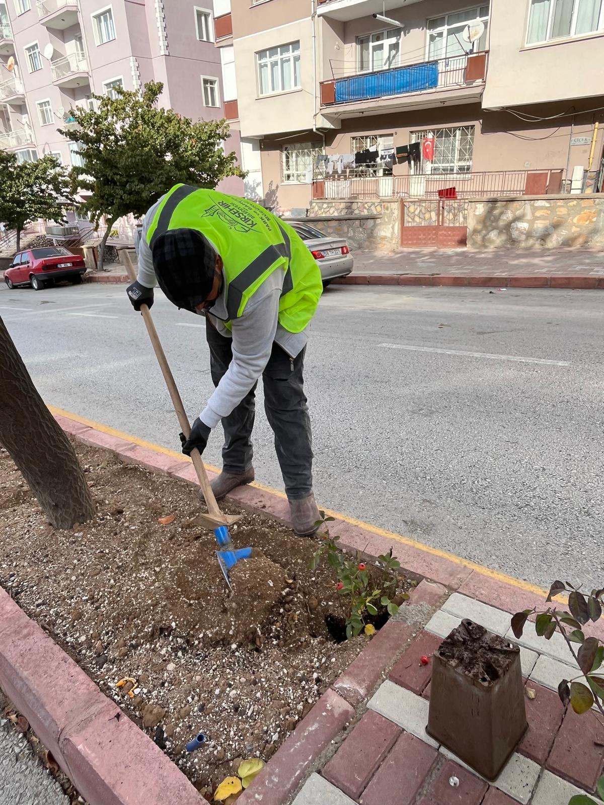 Kırşehir’in Orta Refüjleri Güllerle Güzelleşiyor (5)