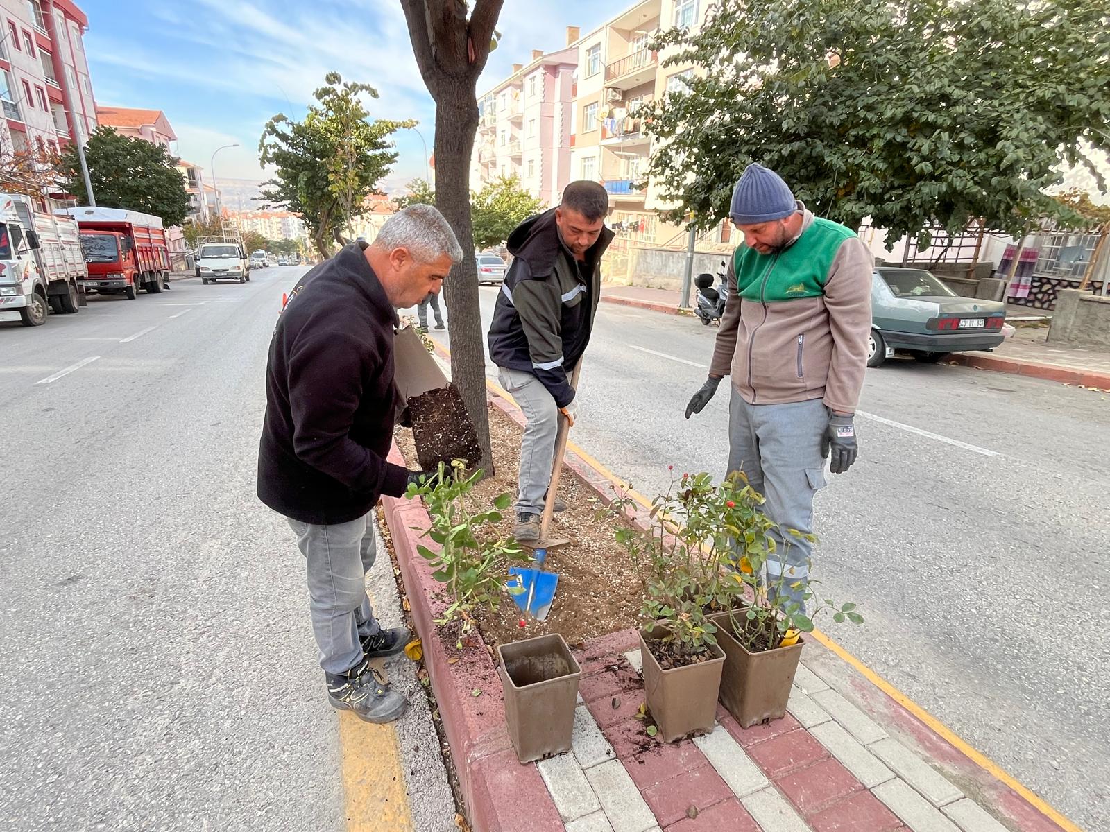 Kırşehir’in Orta Refüjleri Güllerle Güzelleşiyor (7)