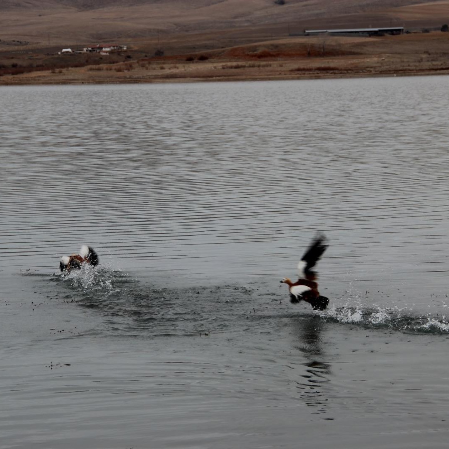 609154901 18548968024065290 3572886112789229810 N