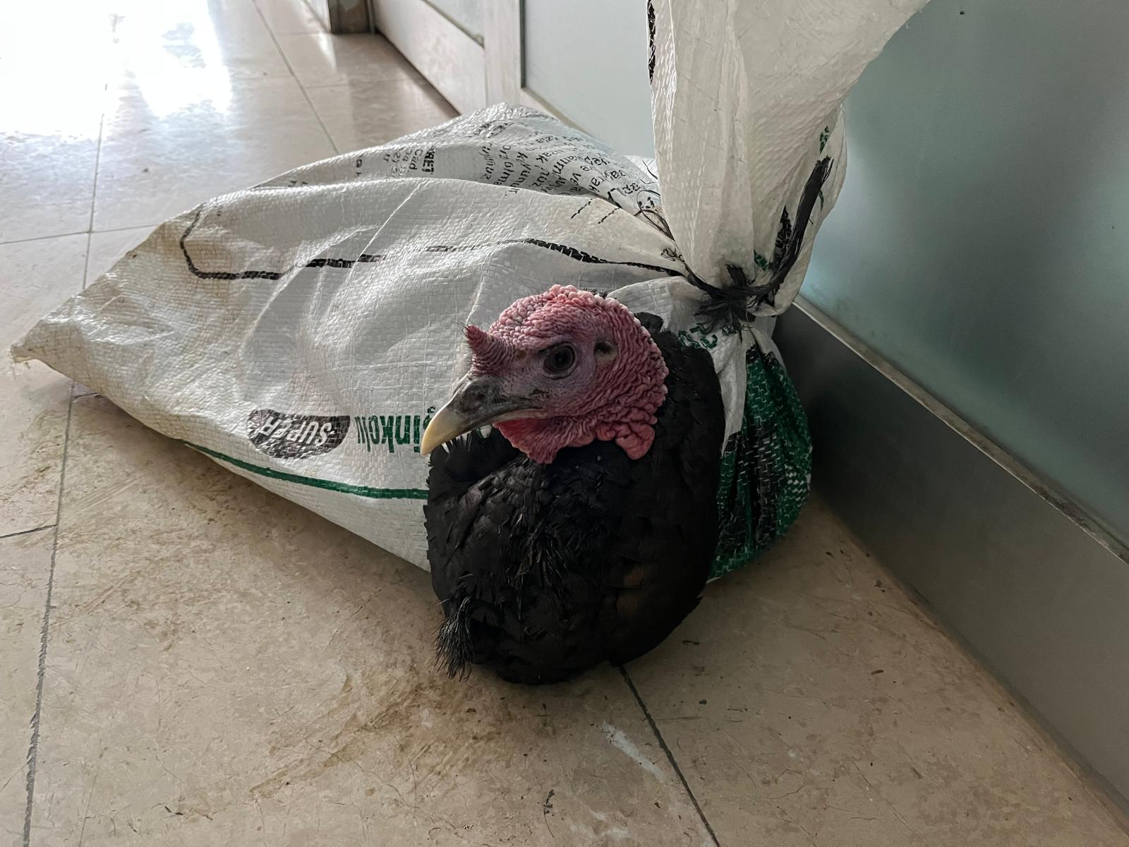 Ab0F9Dfc 5B4D 466D 93Ed E5A216C4068A