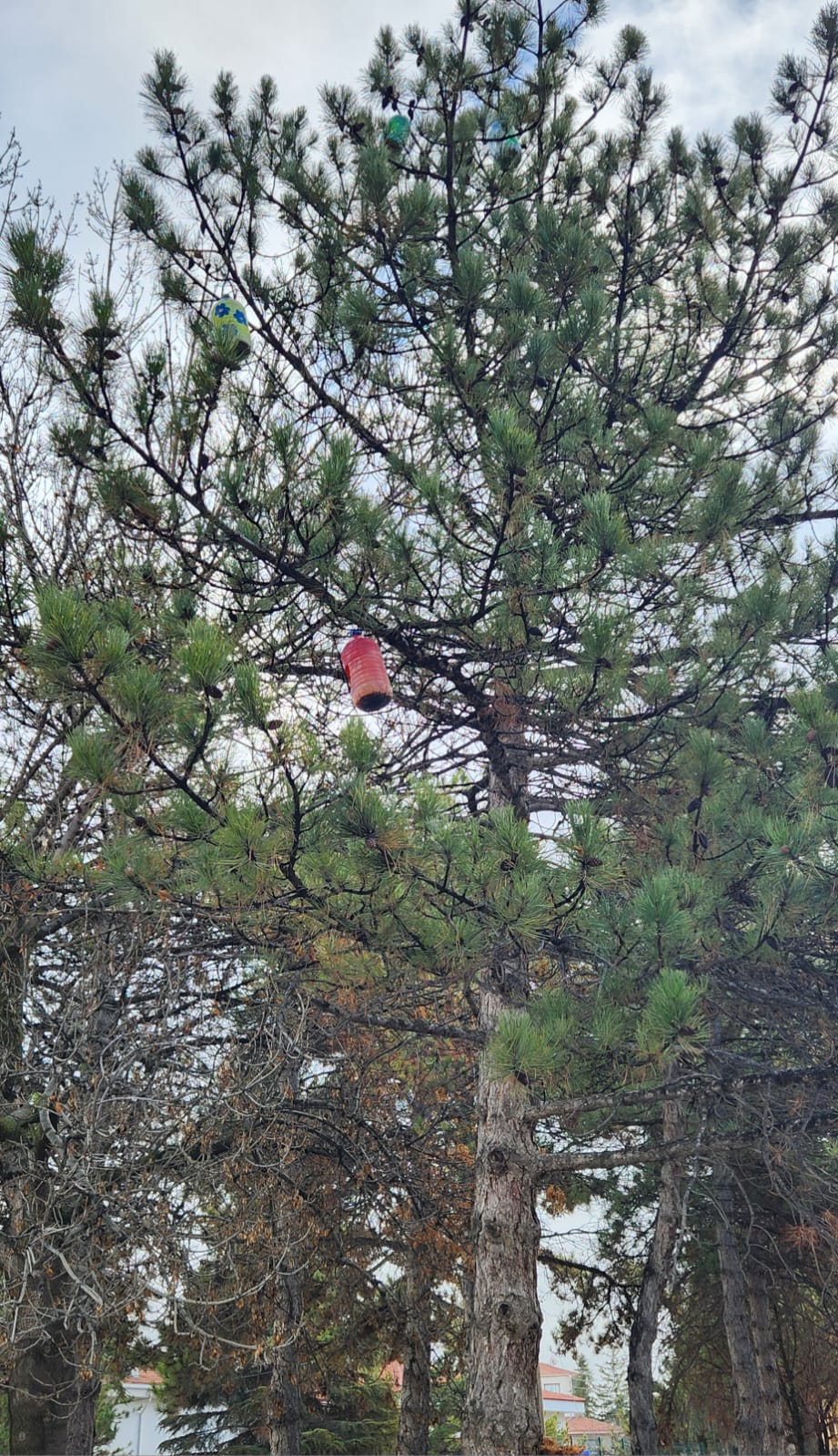 C6Fd6D6C 6963 413A 9A77 323A4762D42B