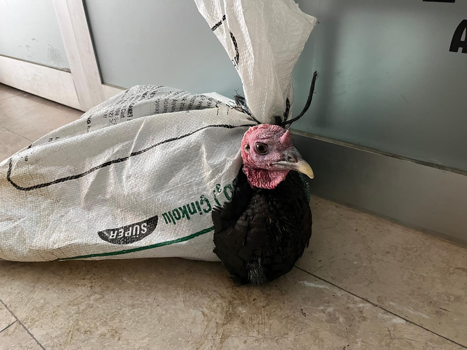 F00D74Fb 2Bef 4294 Afed 8Fedb76C4678