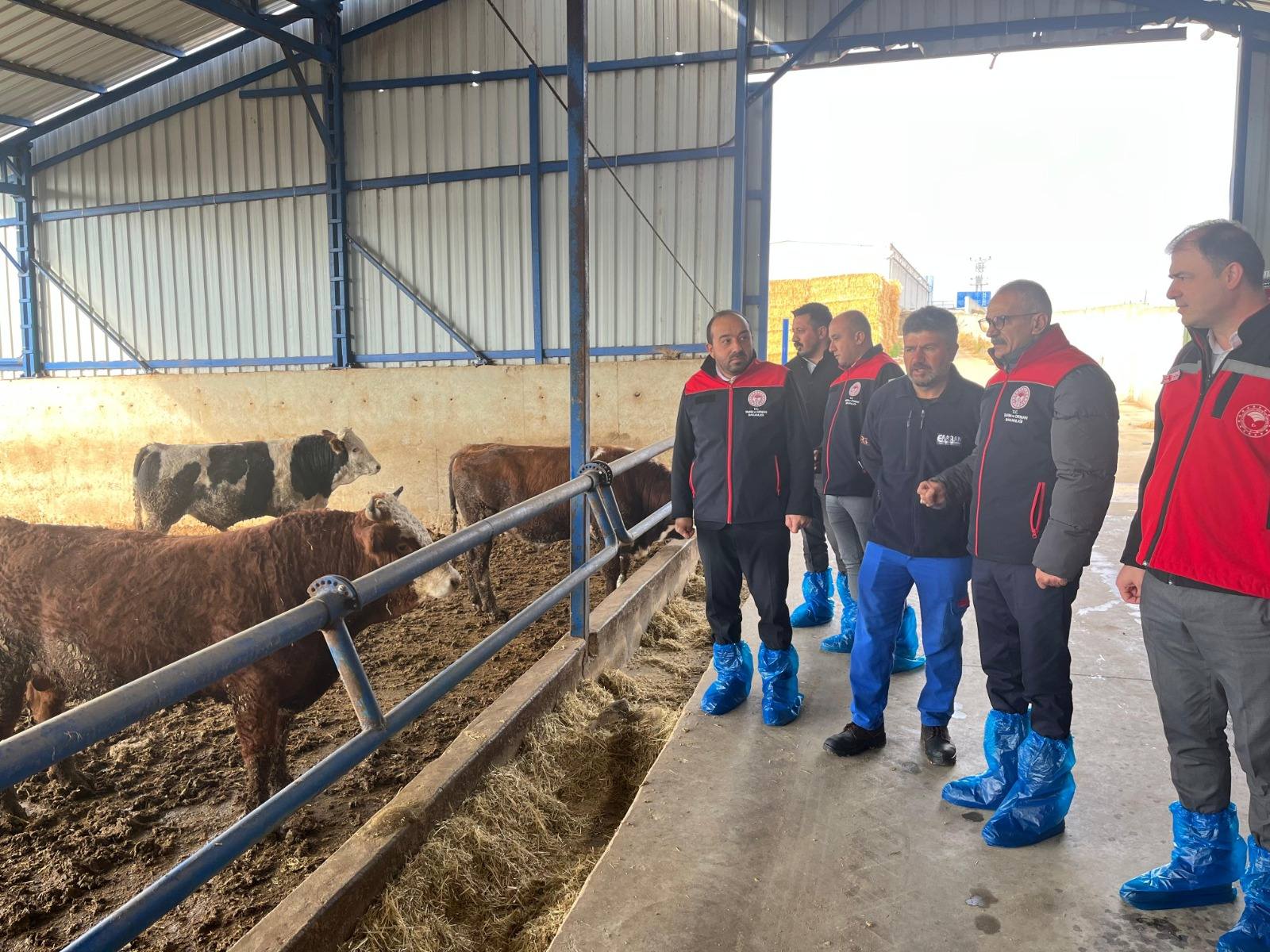 Kırşehir’de Hayvancılığa Yerinde Destek Sunuluyor 5