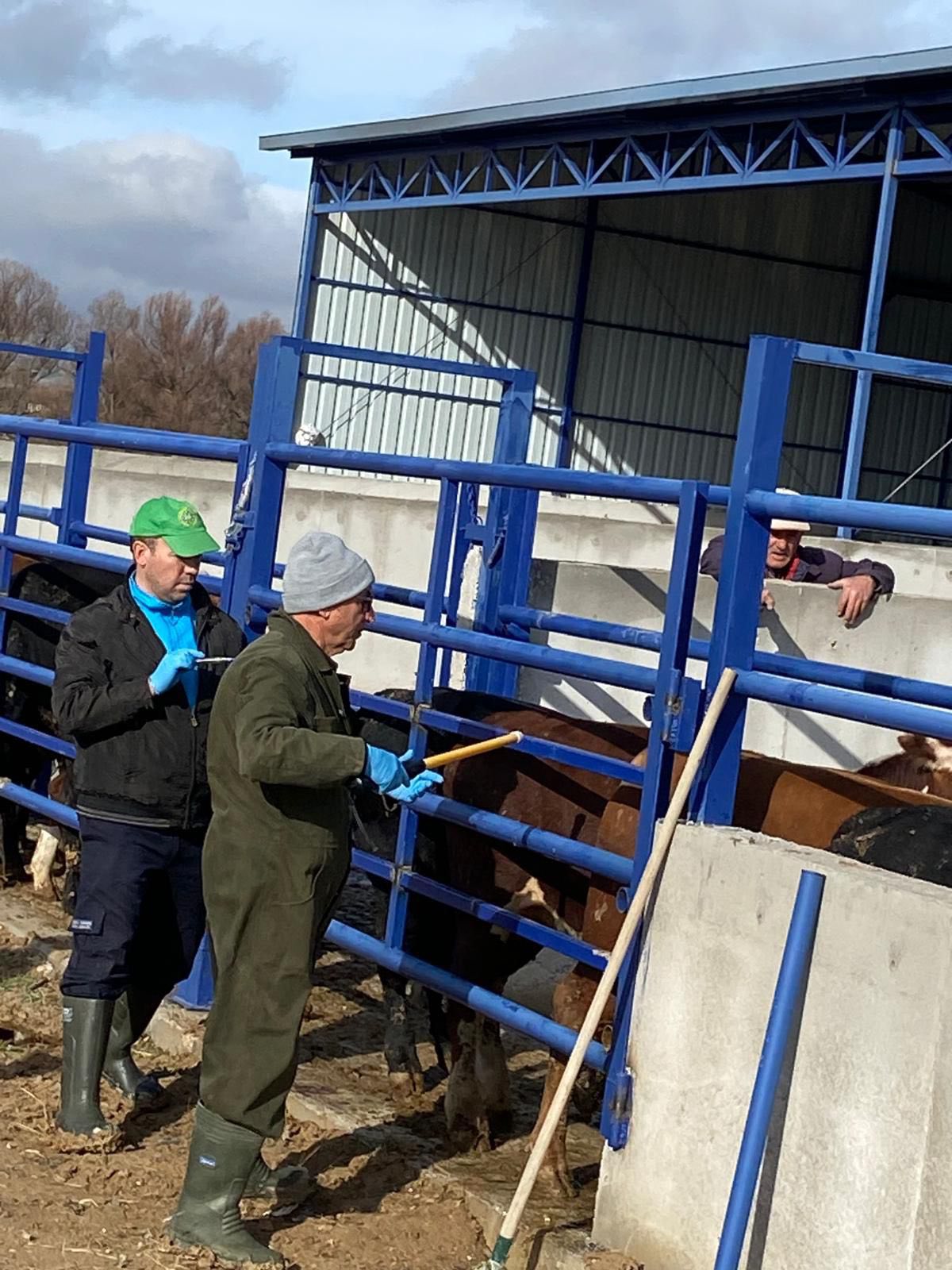 Kırşehir’de Veteriner Ekipler Sahada