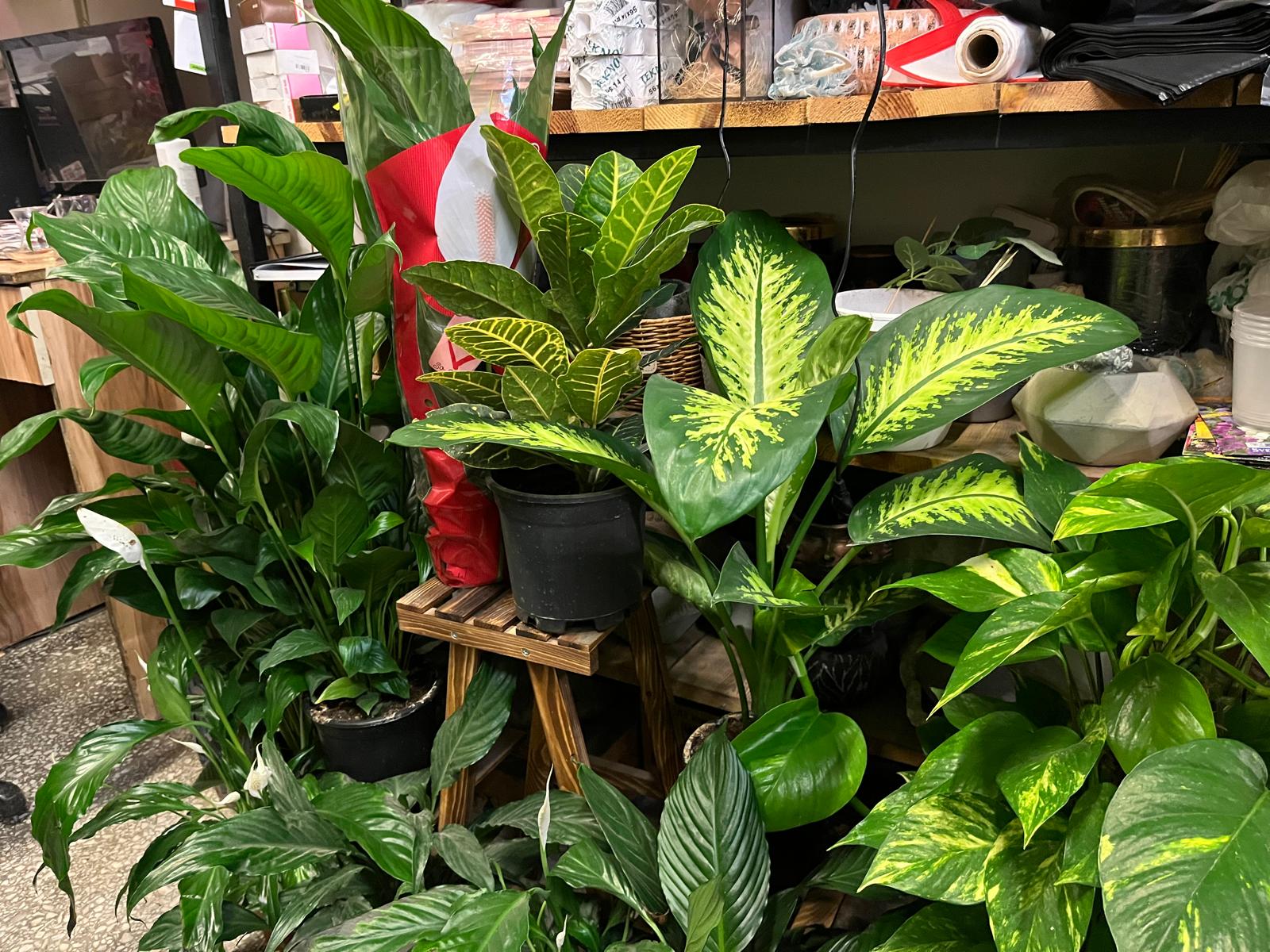 0Ee4C6Ce Bd2E 458B 98E9 9E5F94F92561