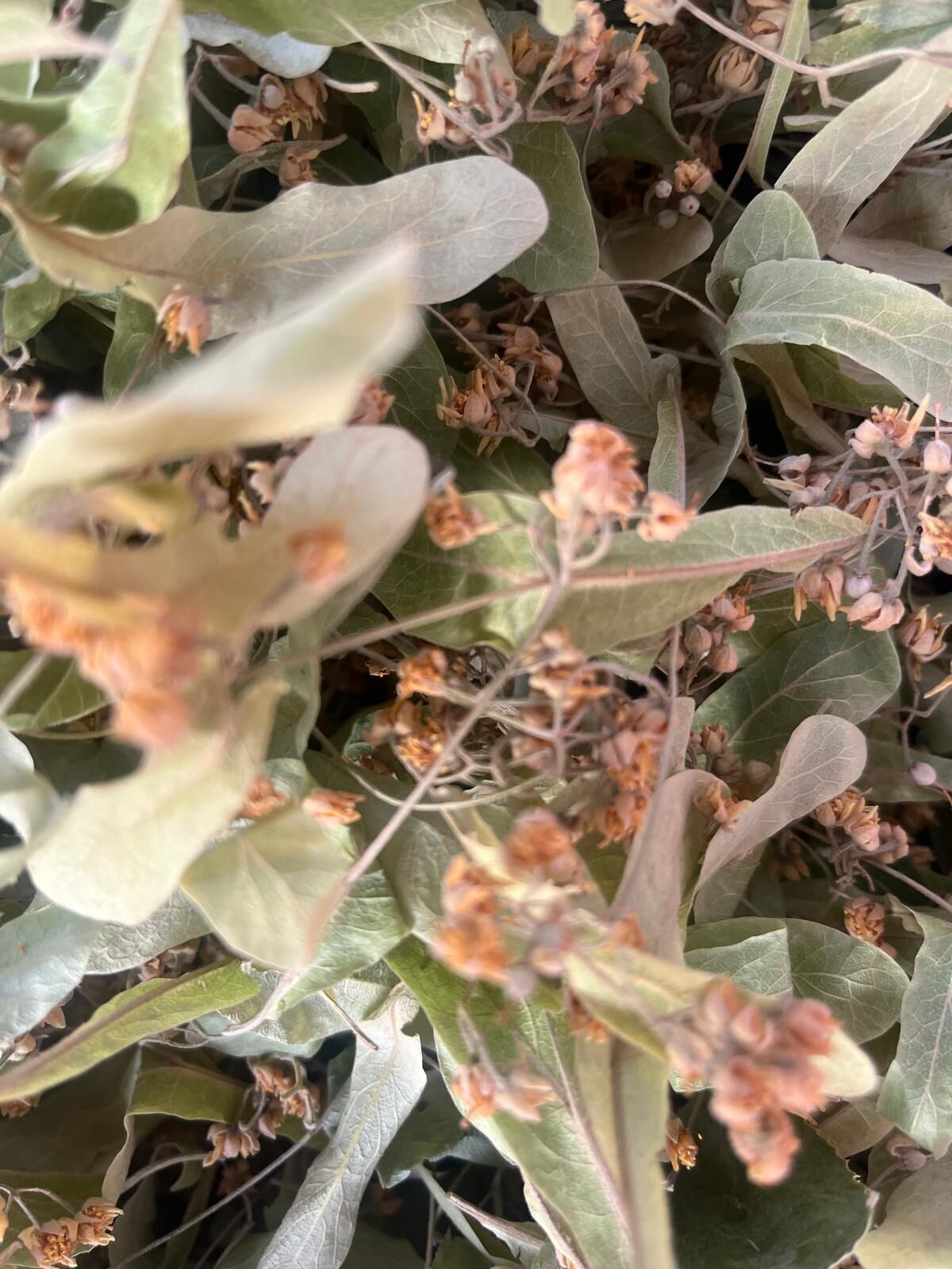 2Df0E523 D5Ec 4F37 Be68 809Cd27A9E27