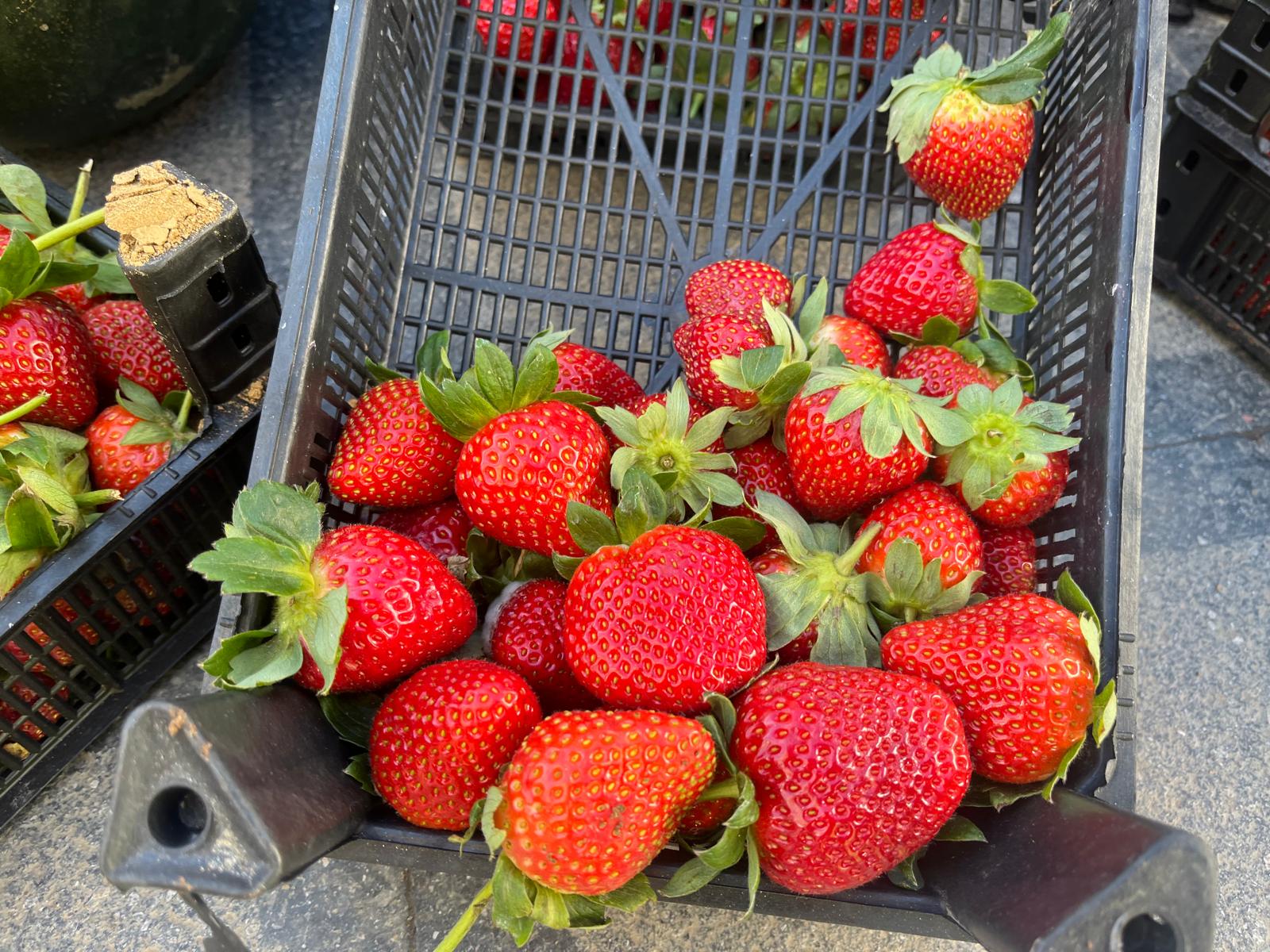 2F398Dc4 B9D2 4991 B1Ca 9Ed47188A96E