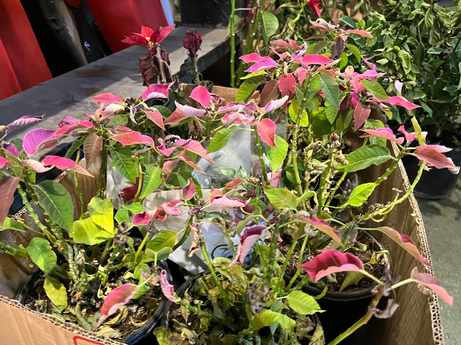 494F26F7 64Bb 497A 80Ea C52D70F36Eeb