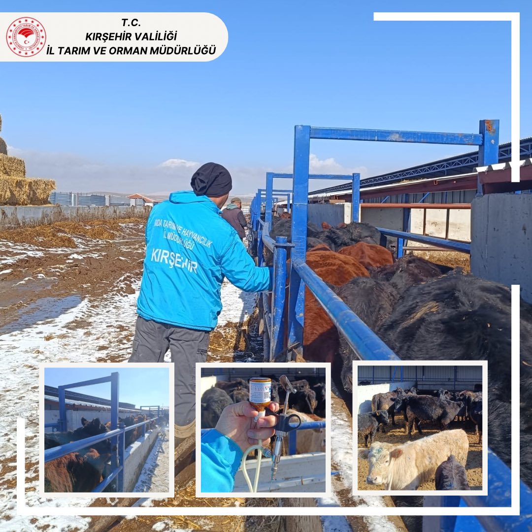 617227517 890434530127978 3456160821676246793 N