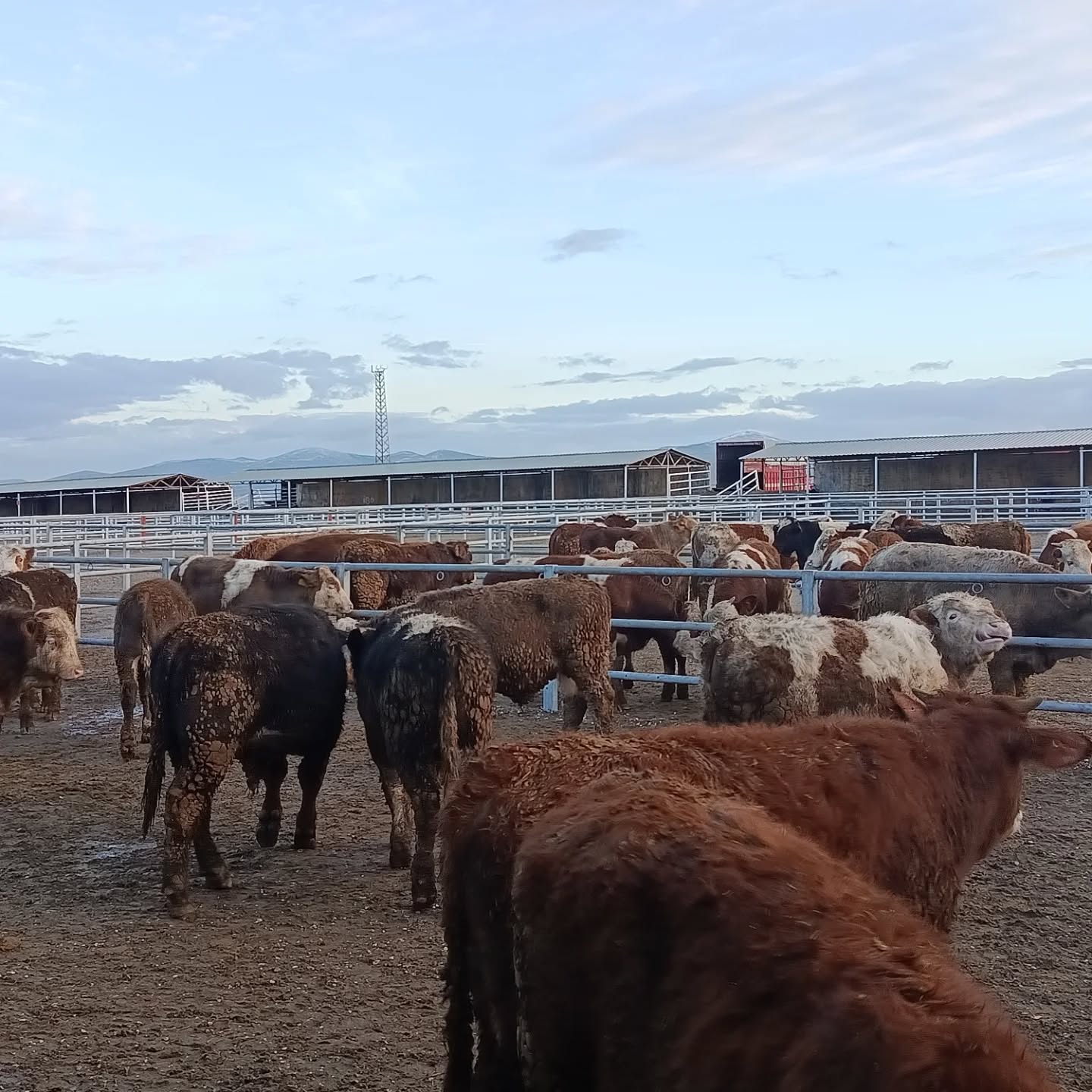 621449909 18114213136720188 6282066768996349213 N