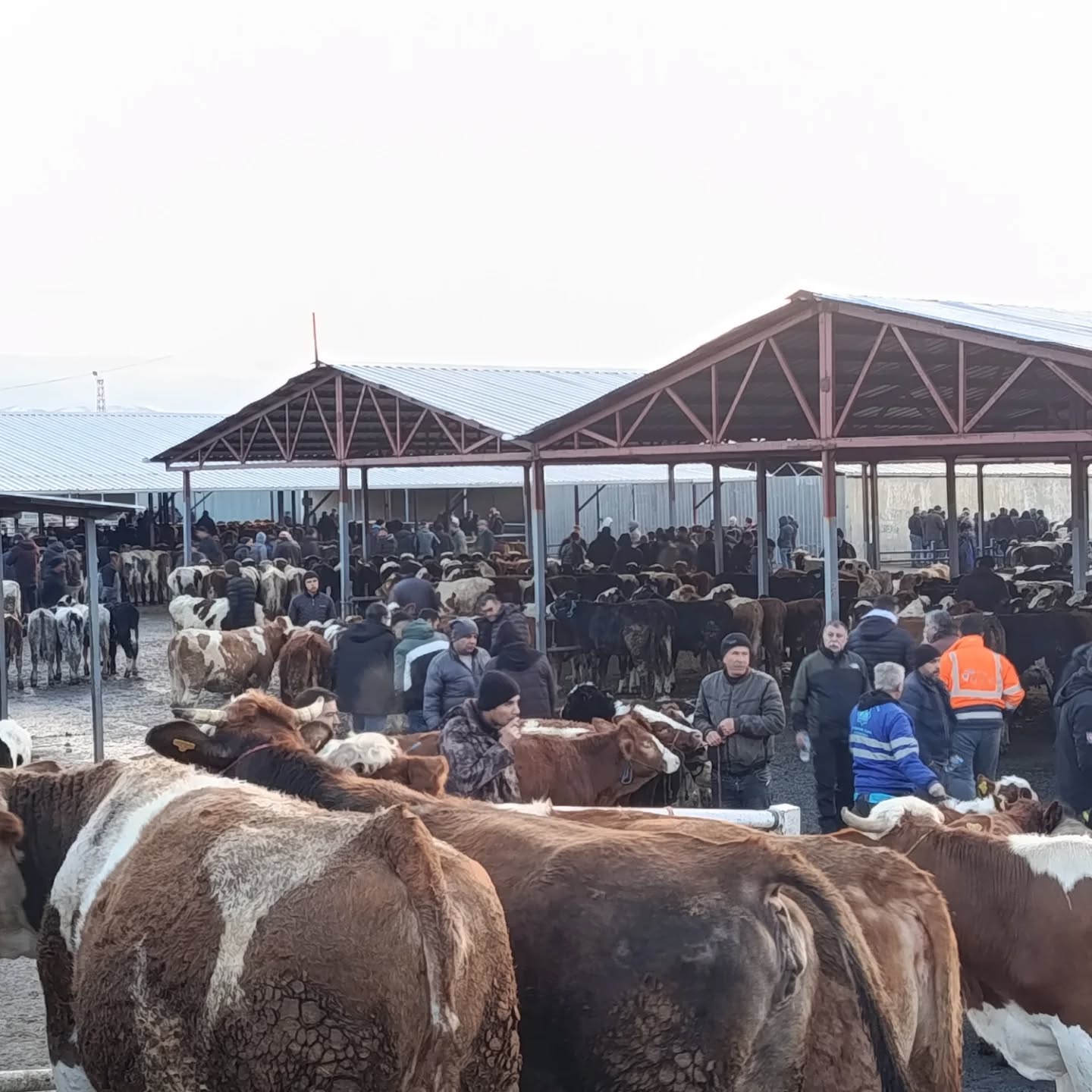 621576554 18114213031720188 7568321350575067955 N