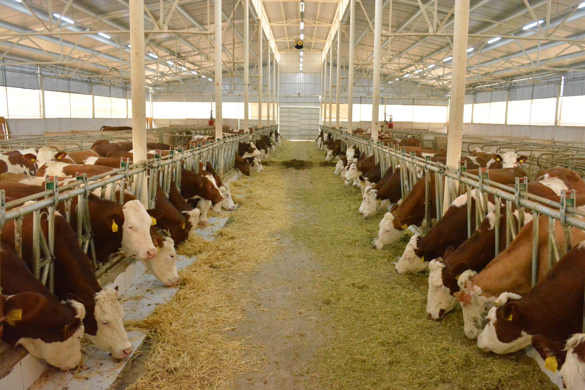 74Ea4Ae2 Ee88 42C2 9E60 Cc1493E1Deff-1