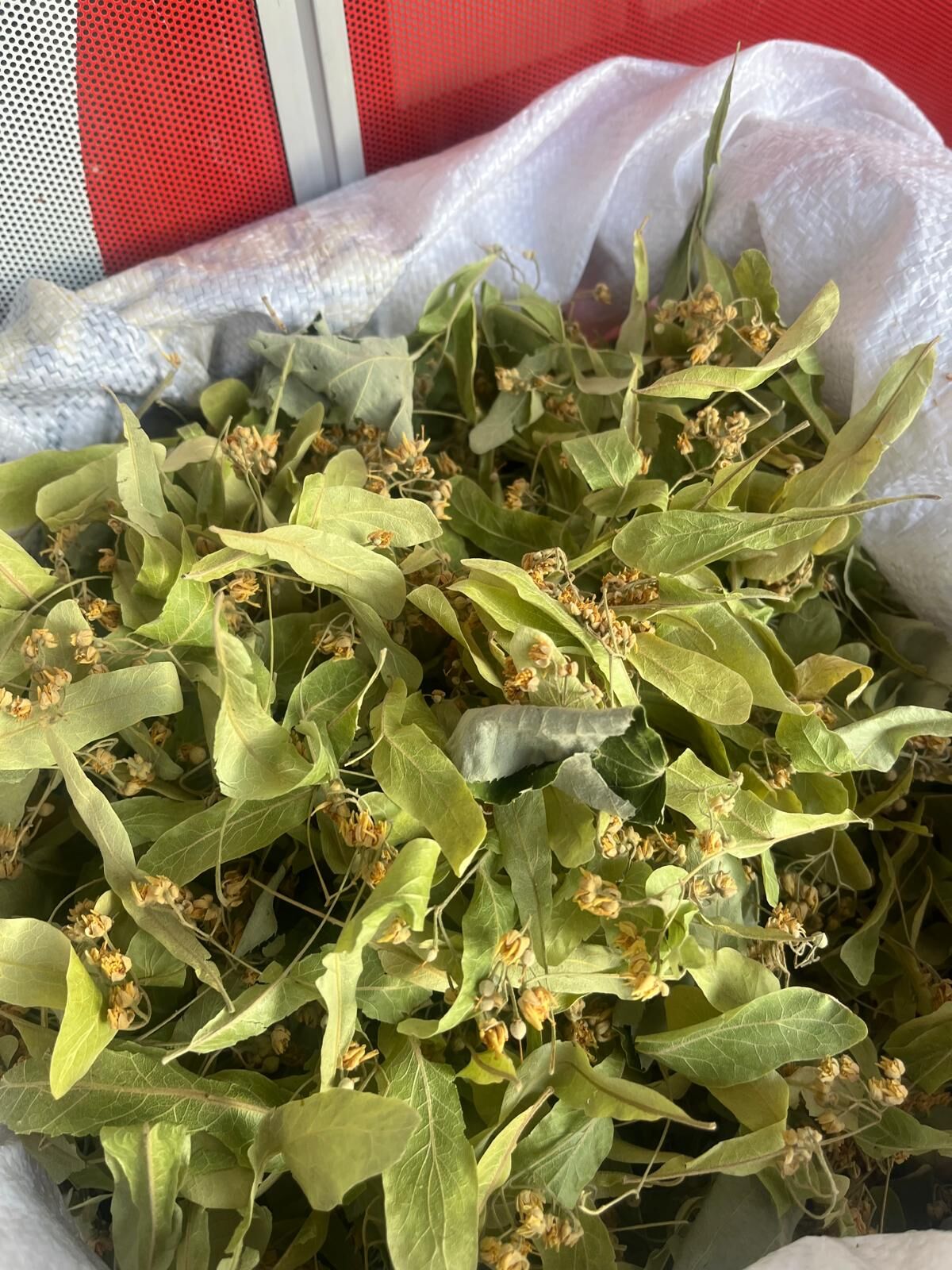 C825962E 6A9C 4Bc7 B12A 9F6790F4101B