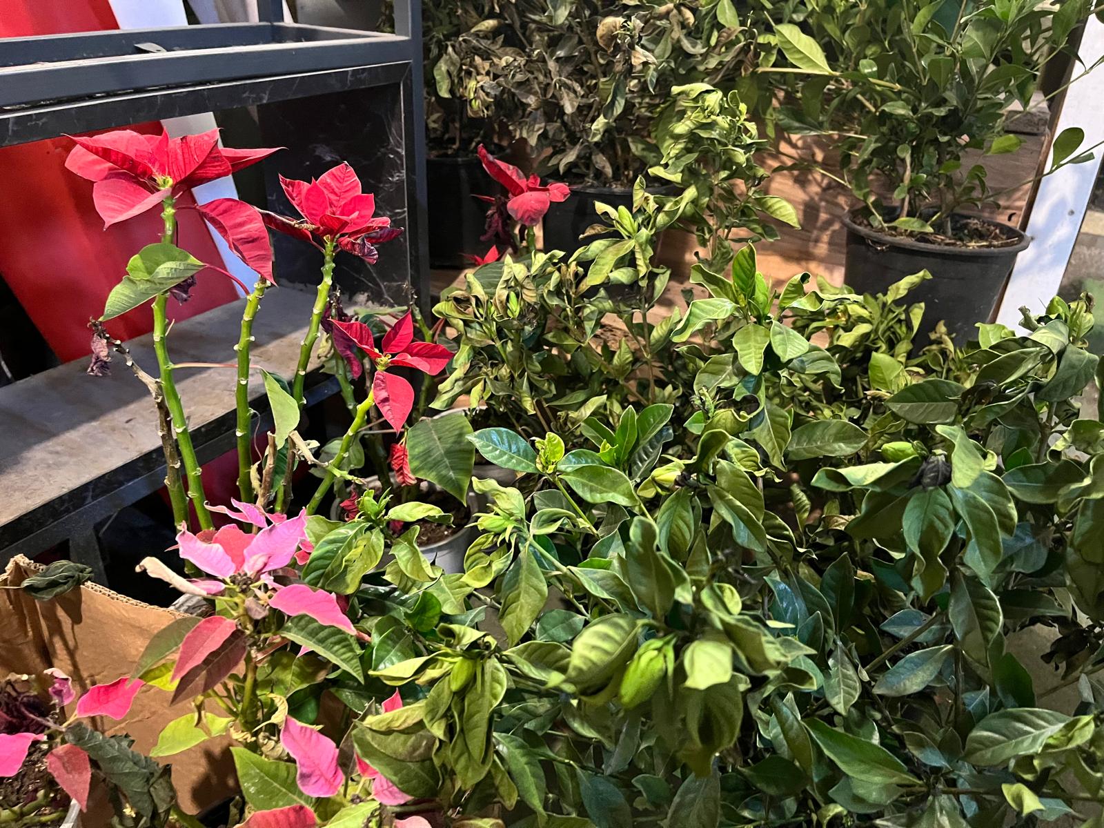 Dc9A8Ddf 938E 44F5 Ac75 Fd5C2A98C52F