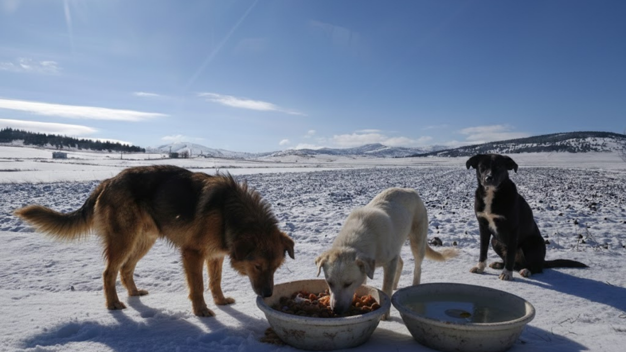 Kırşehir Memleket Haber Portalı 2026 01 19T113342.314