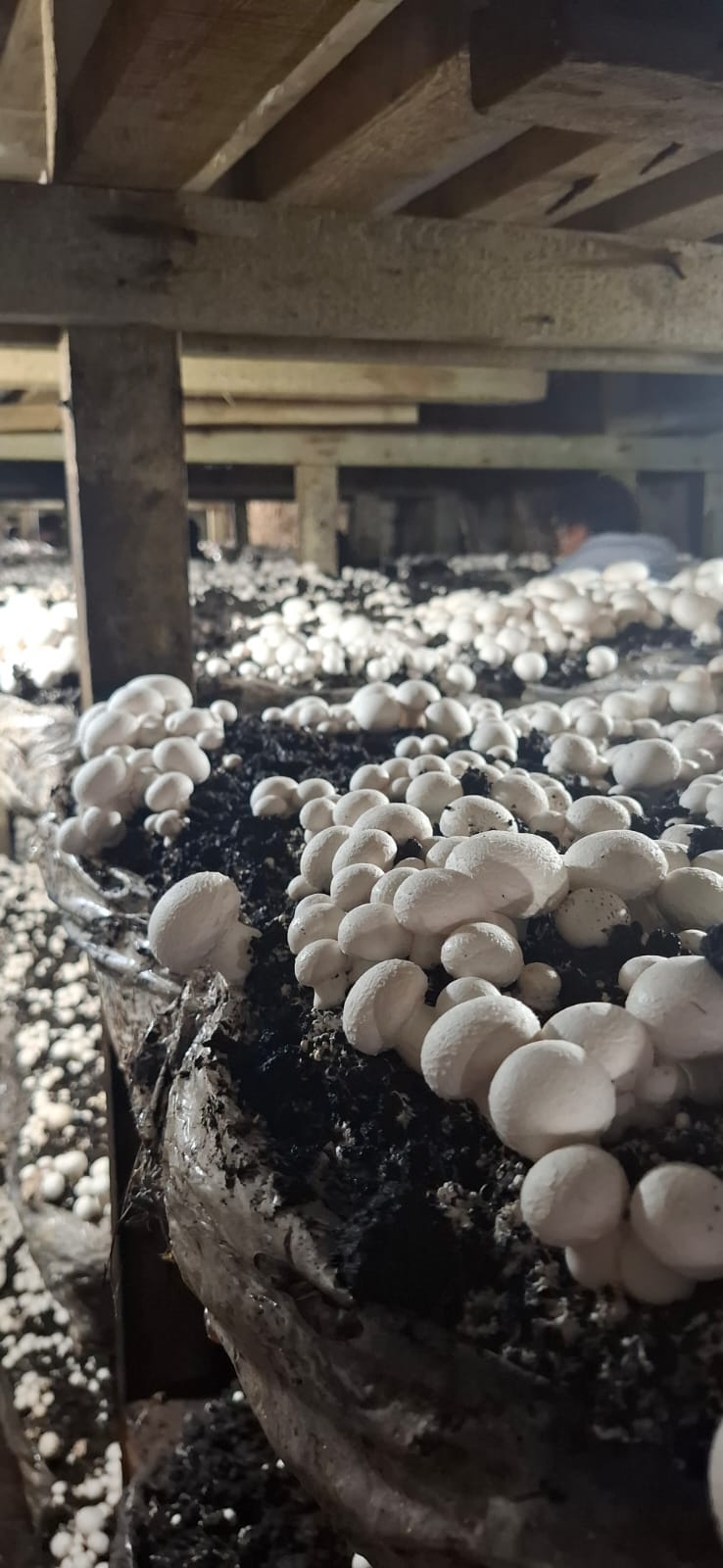 Öğrenciler Uygulamalı Tarım Deneyimi Yaşadı2