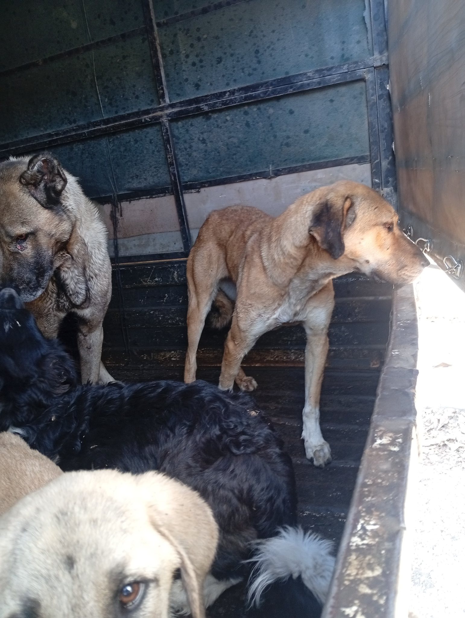 Sahipsiz Köpekler Barınağa Taşındı